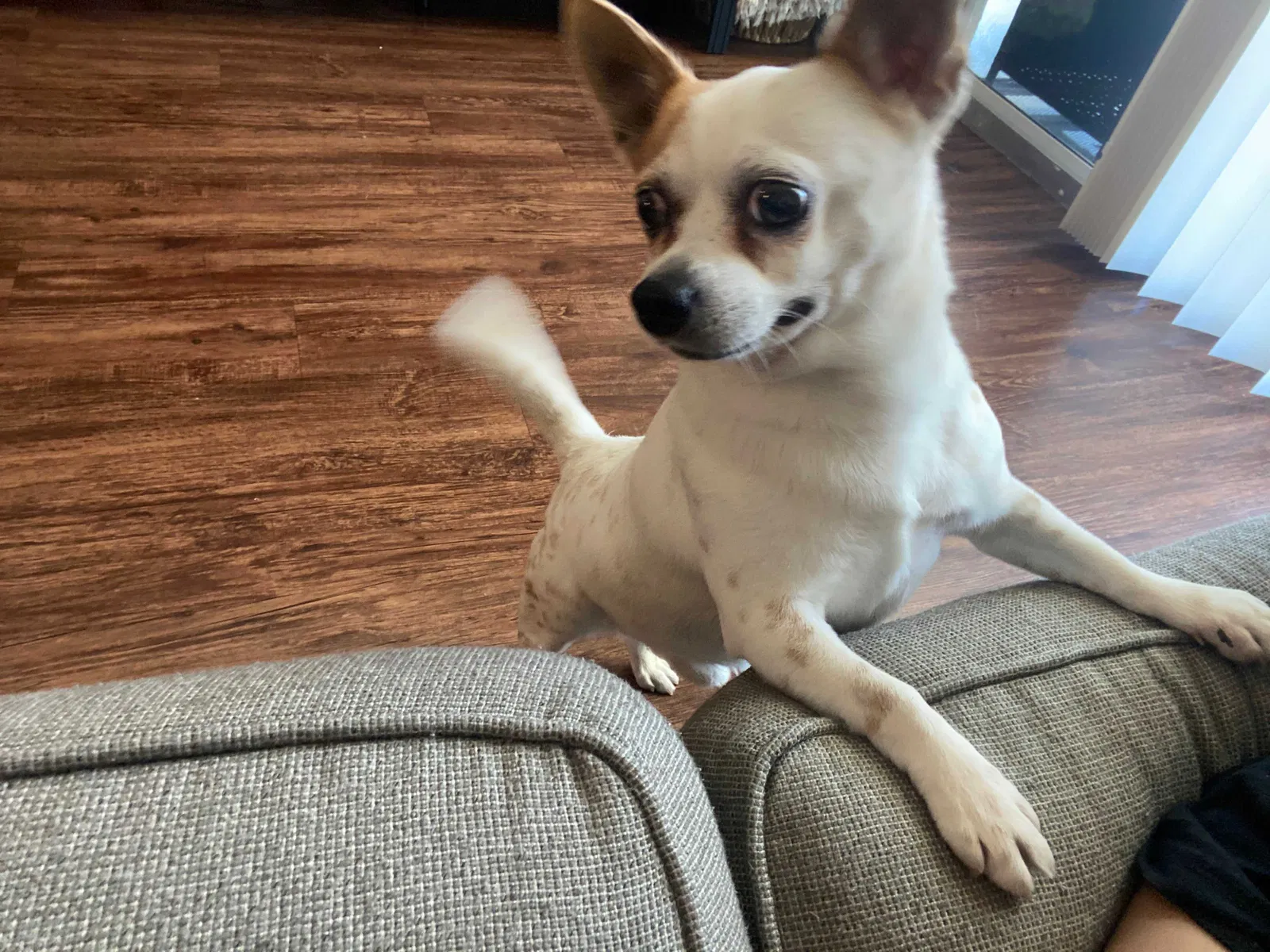 Lost dog in Lake Worth, FL, 33463