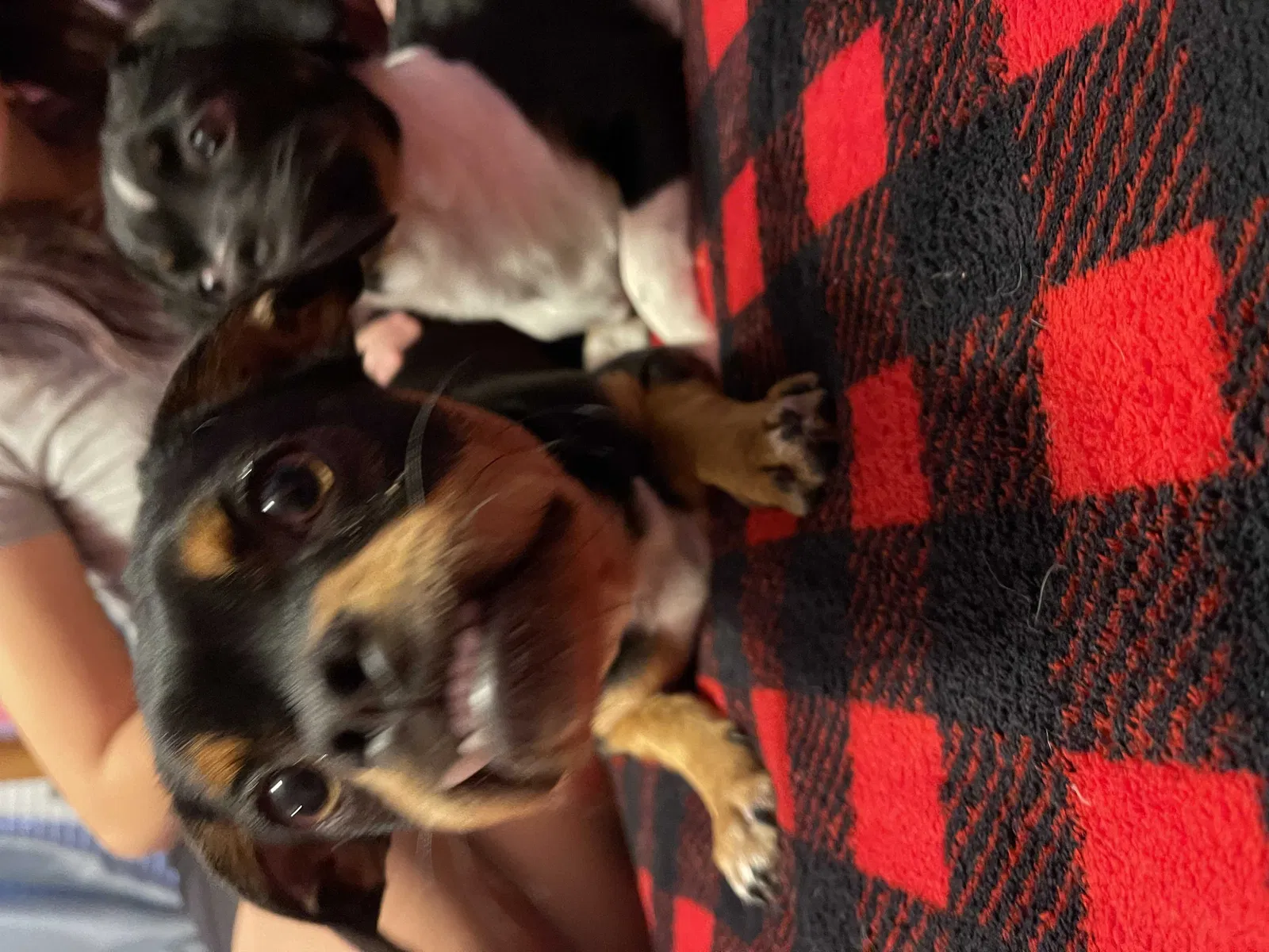Found dog in San Tan Valley, AZ, 85143