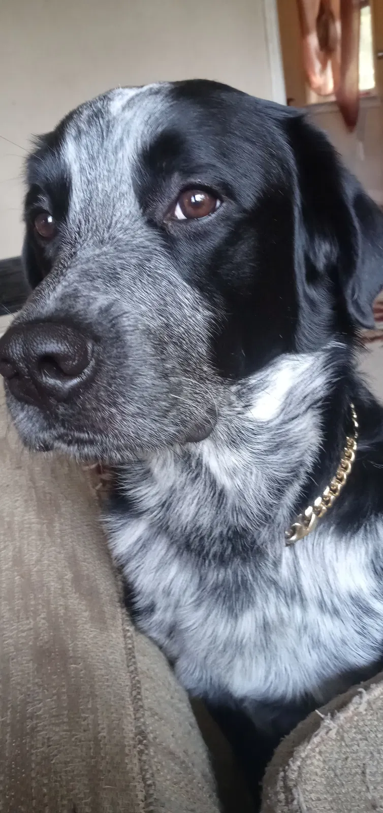 Lost dog in Columbia, SC, 29203