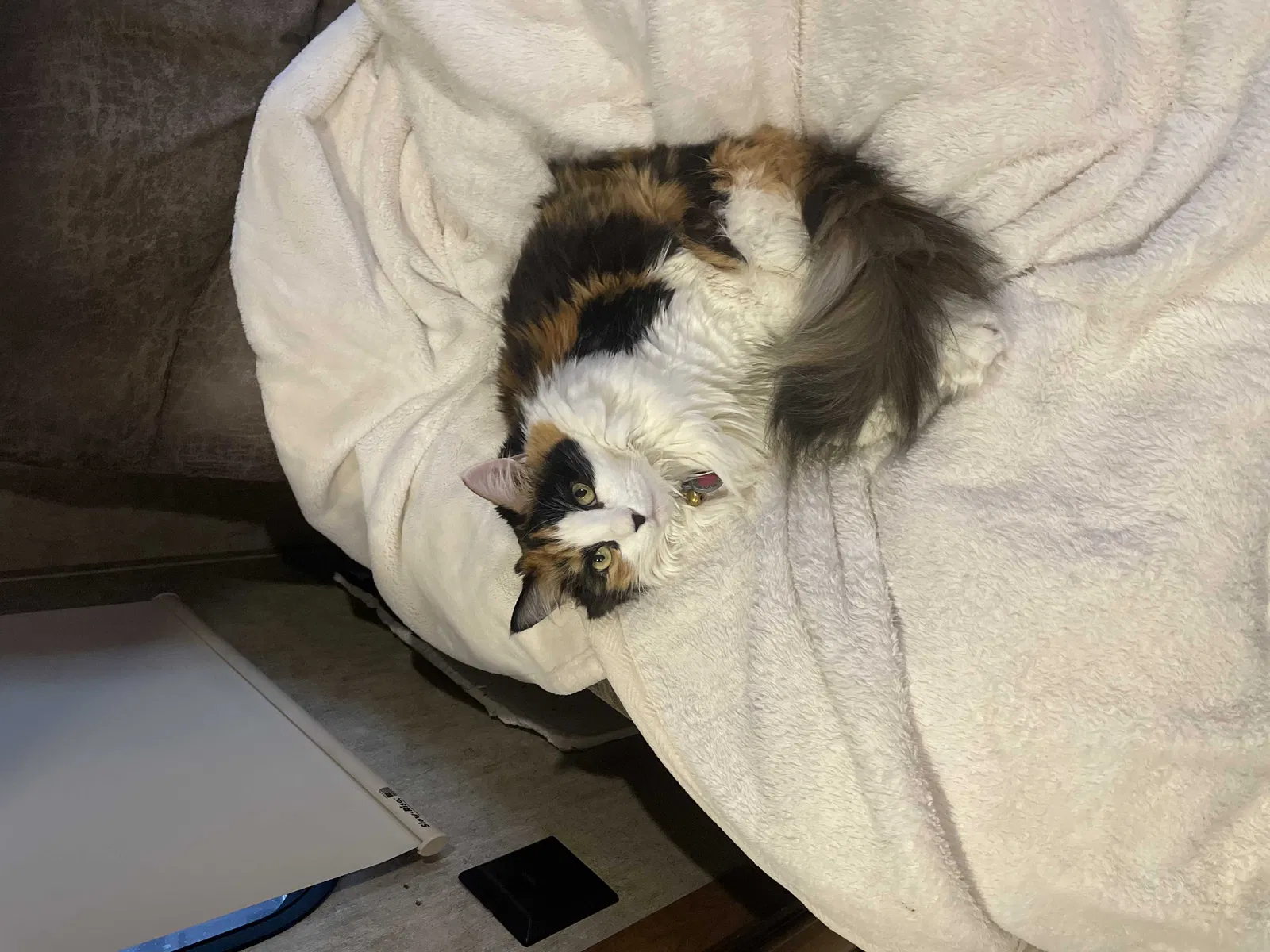Lost cat in El Cajon, CA, 92021