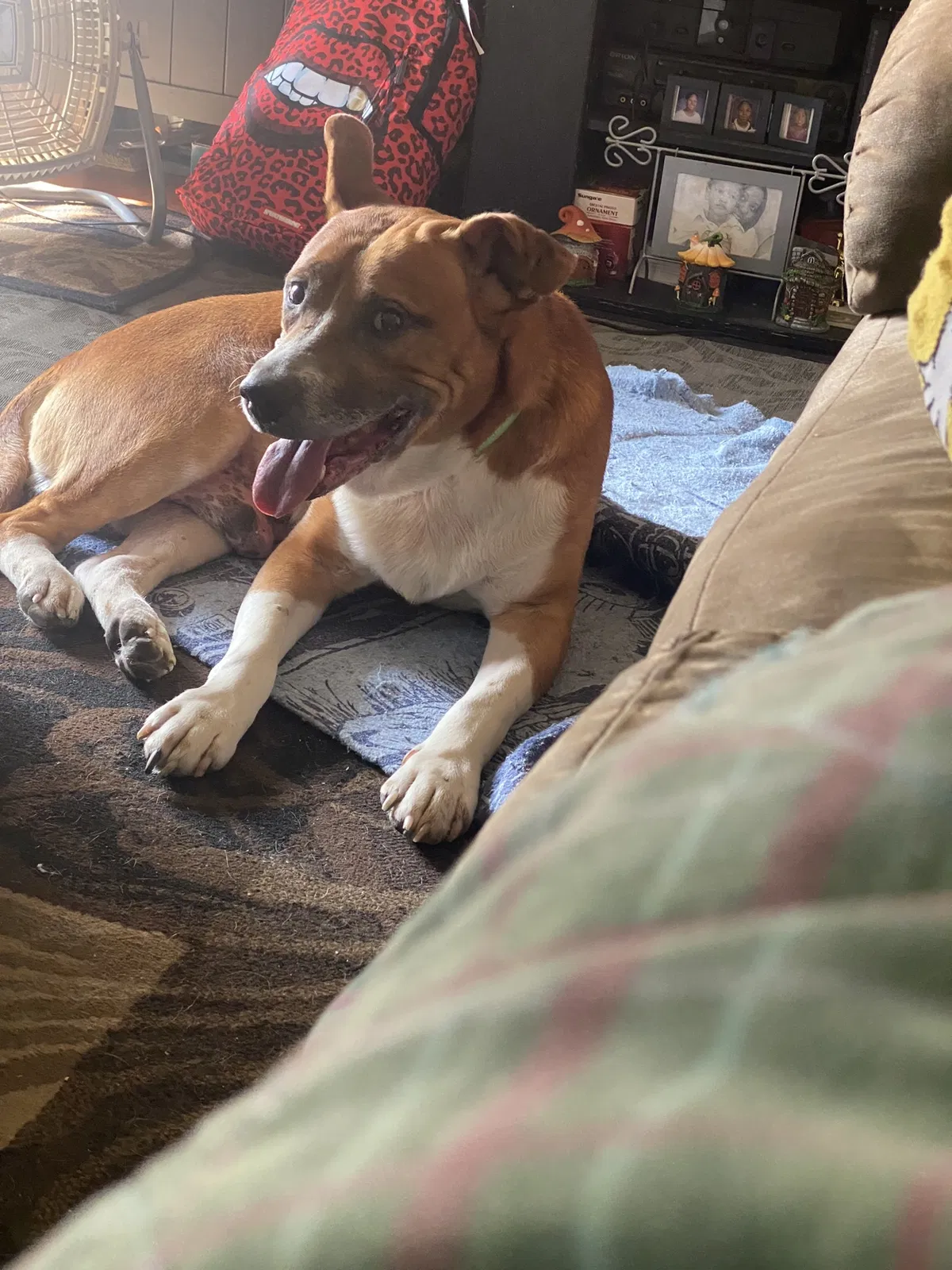 Lost dog in Milwaukee, WI, 53216