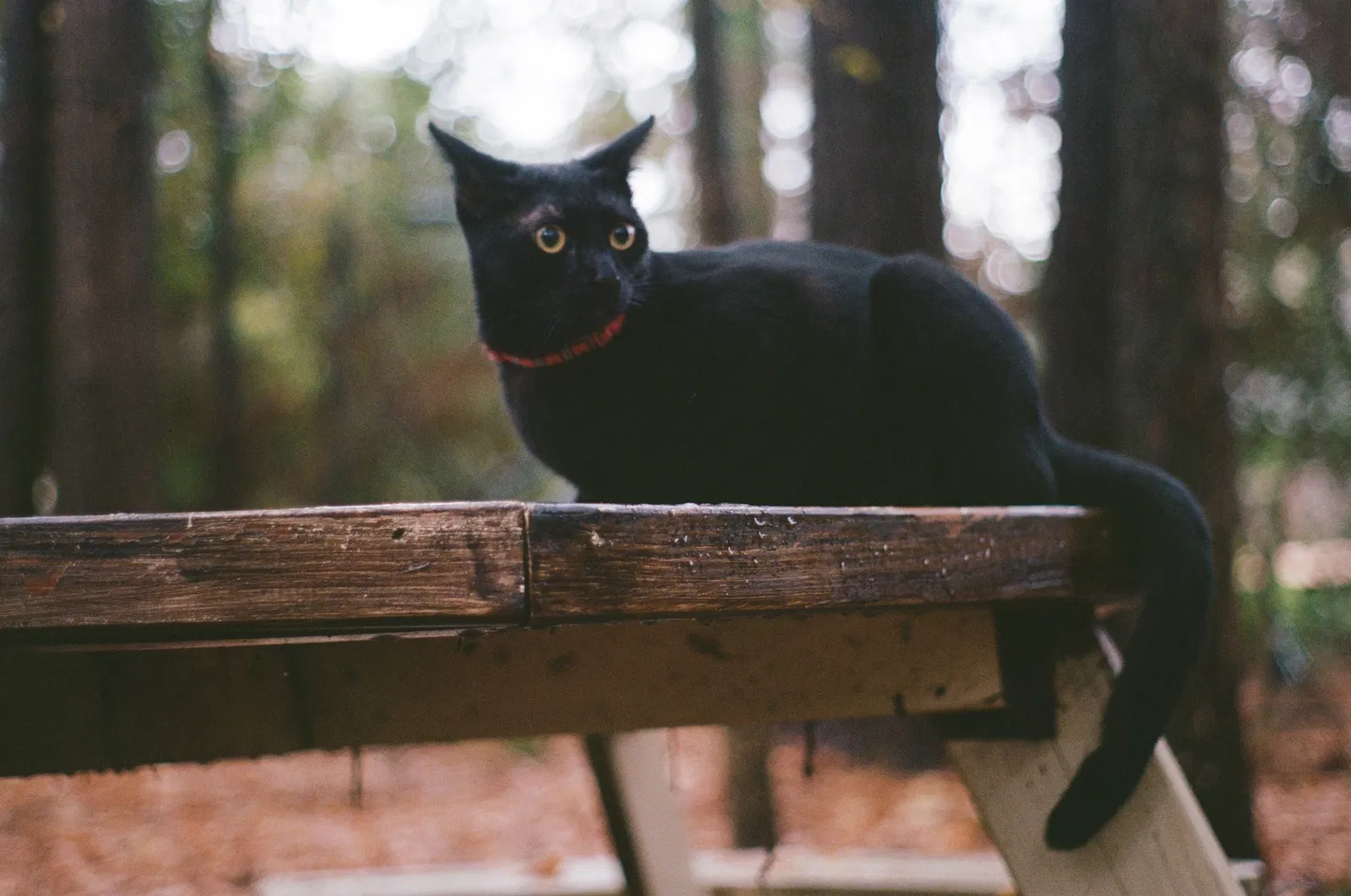 Lost cat in Austin, TX, 78705