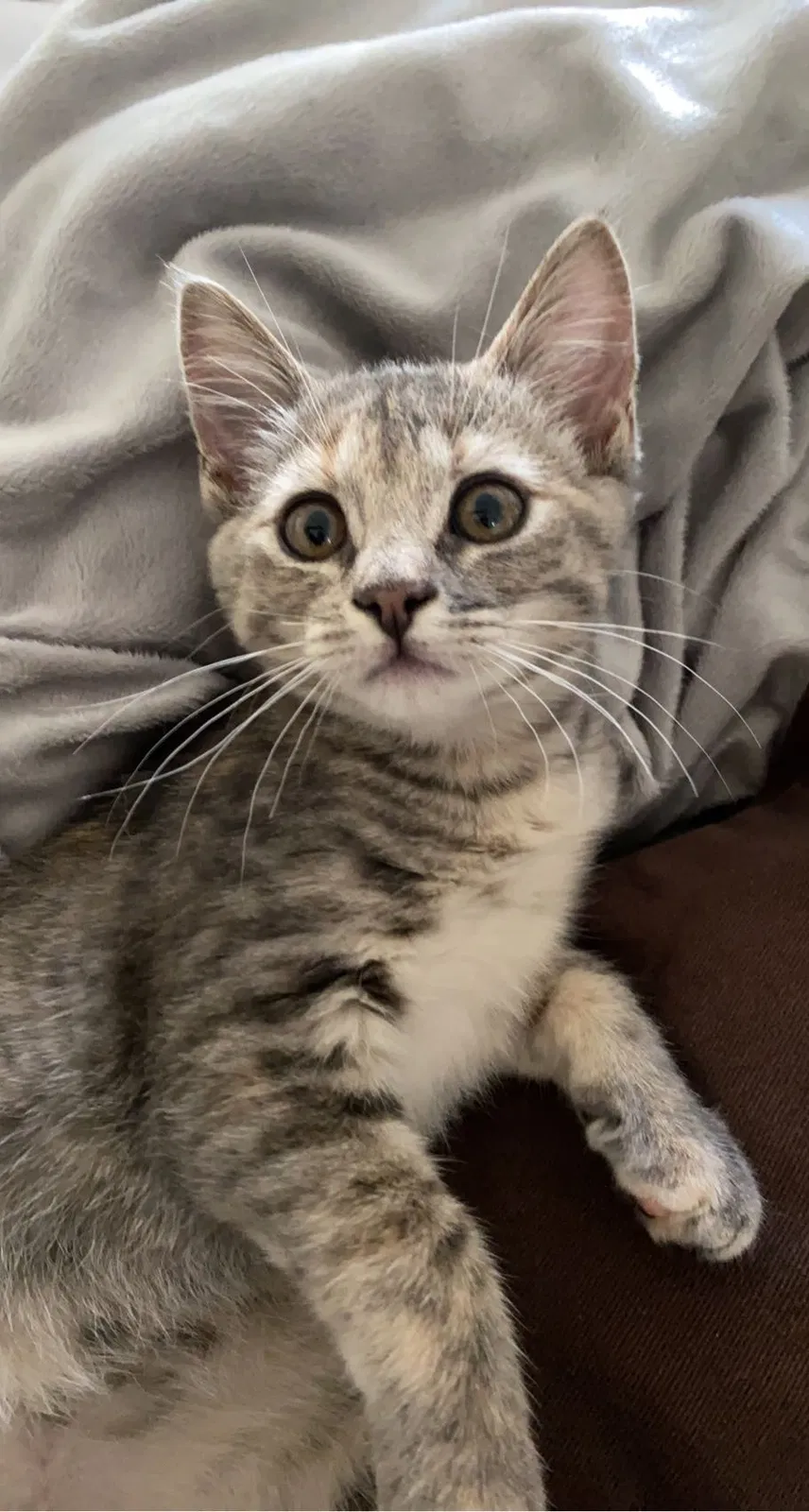 Lost cat in Chula Vista, CA, 91911