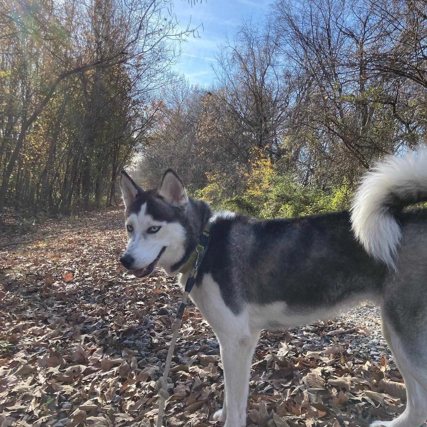 Lost dog in Baileyton, AL, 35019