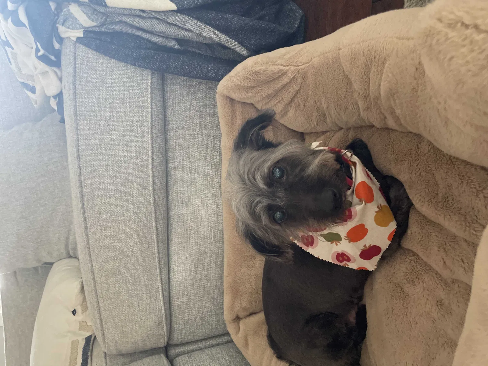 Found dog in Winter Garden, FL, 34787