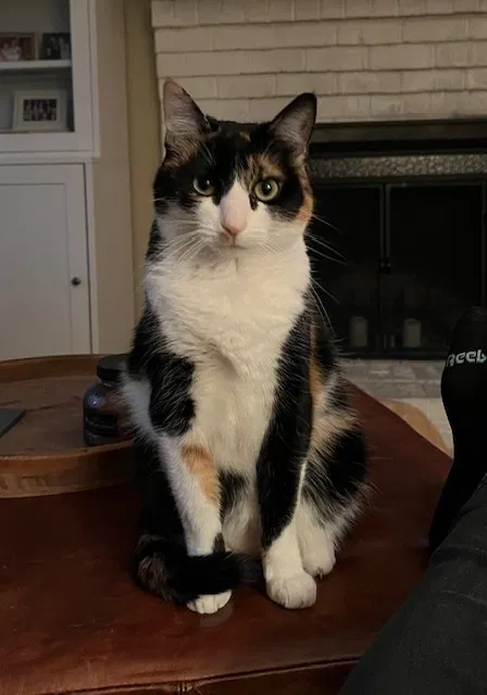 Lost cat in Henrico, VA, 23238