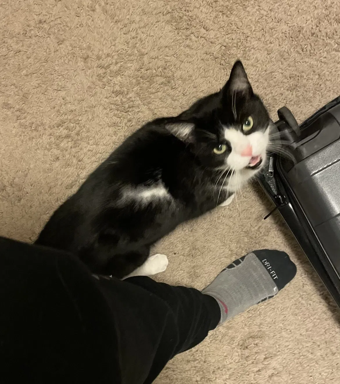Lost cat in South Lyon, MI, 48178