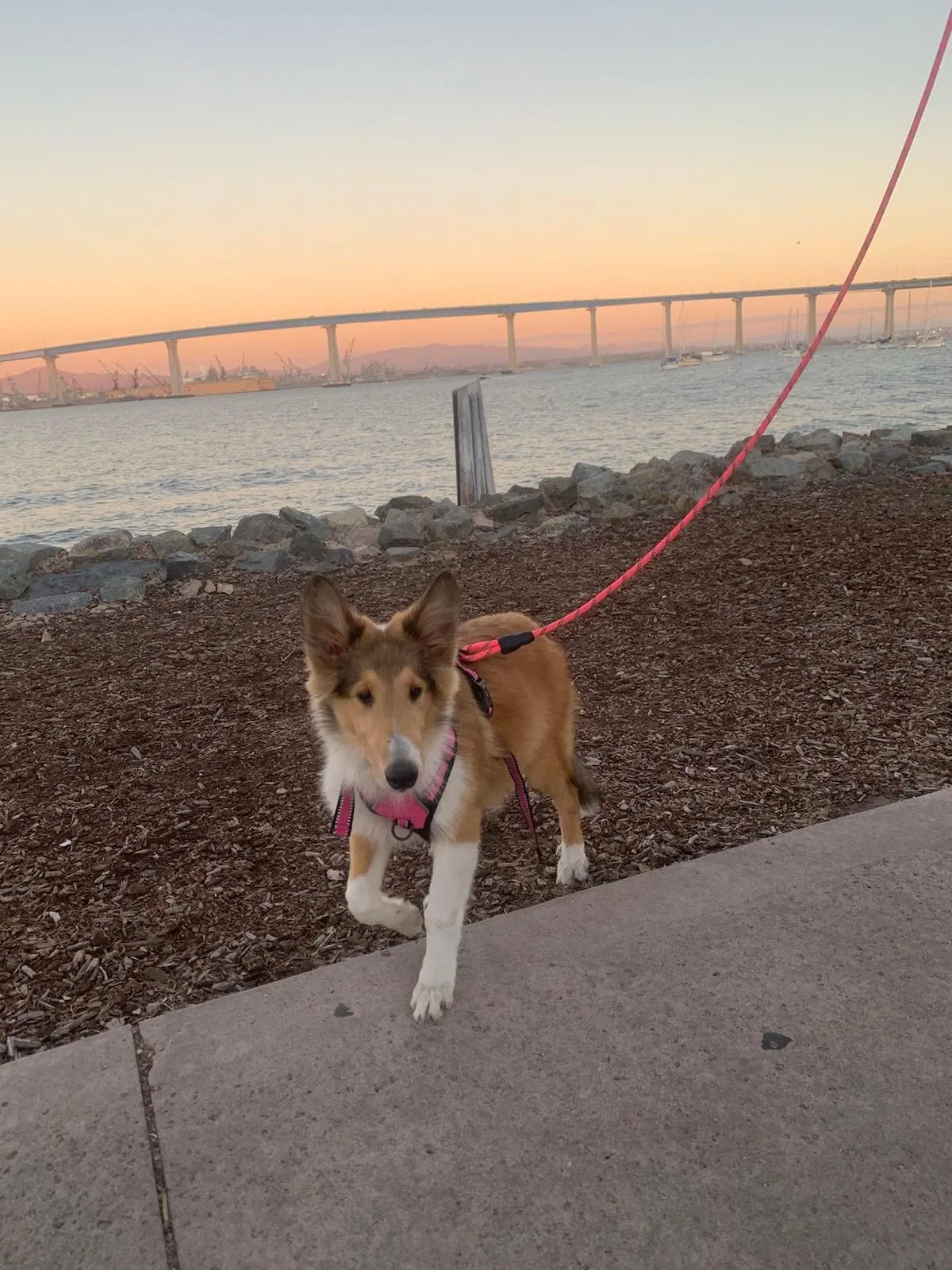 Lost dog in San Diego, CA, 92114