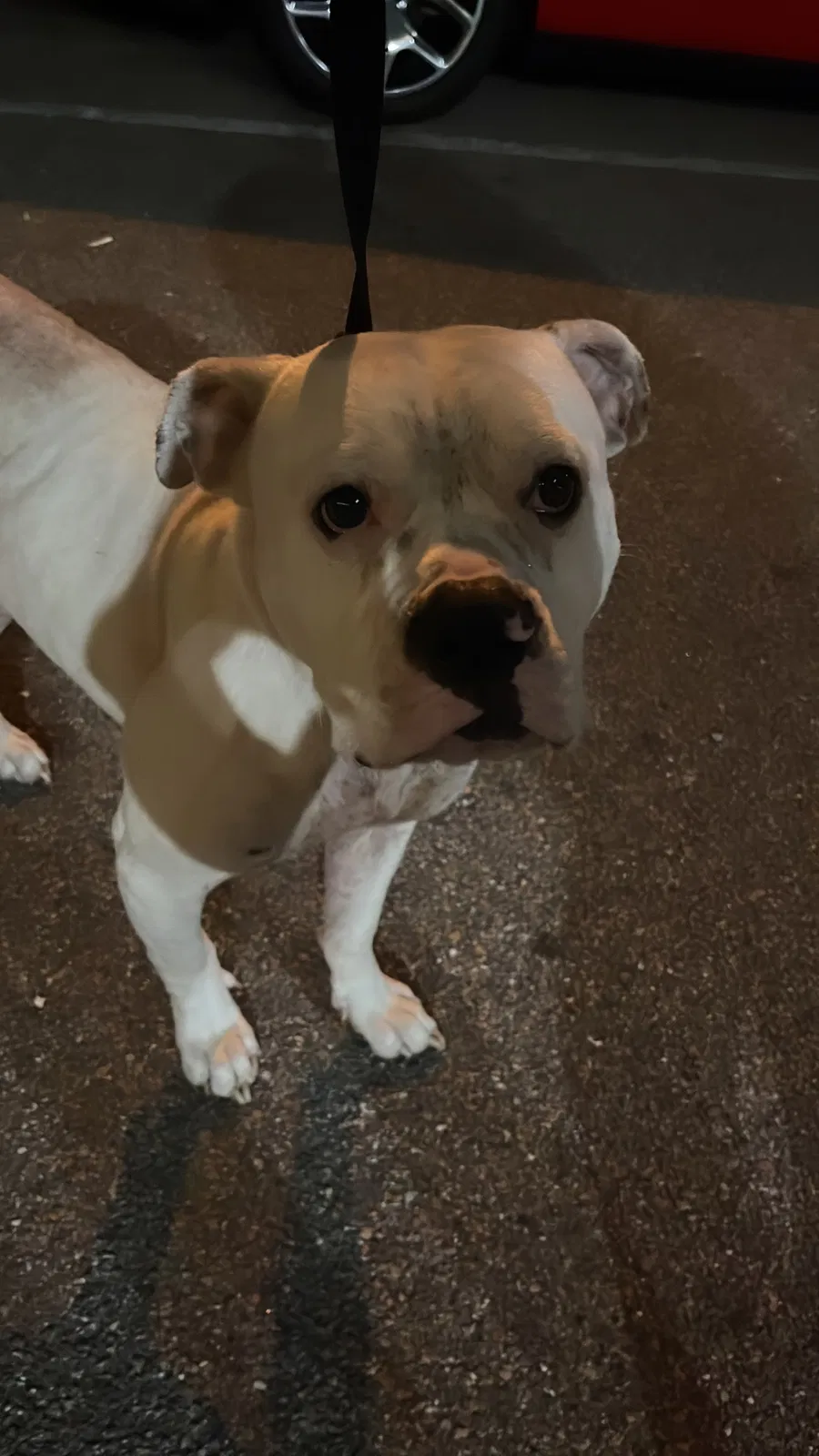 Found dog in Waldo, FL, 32694