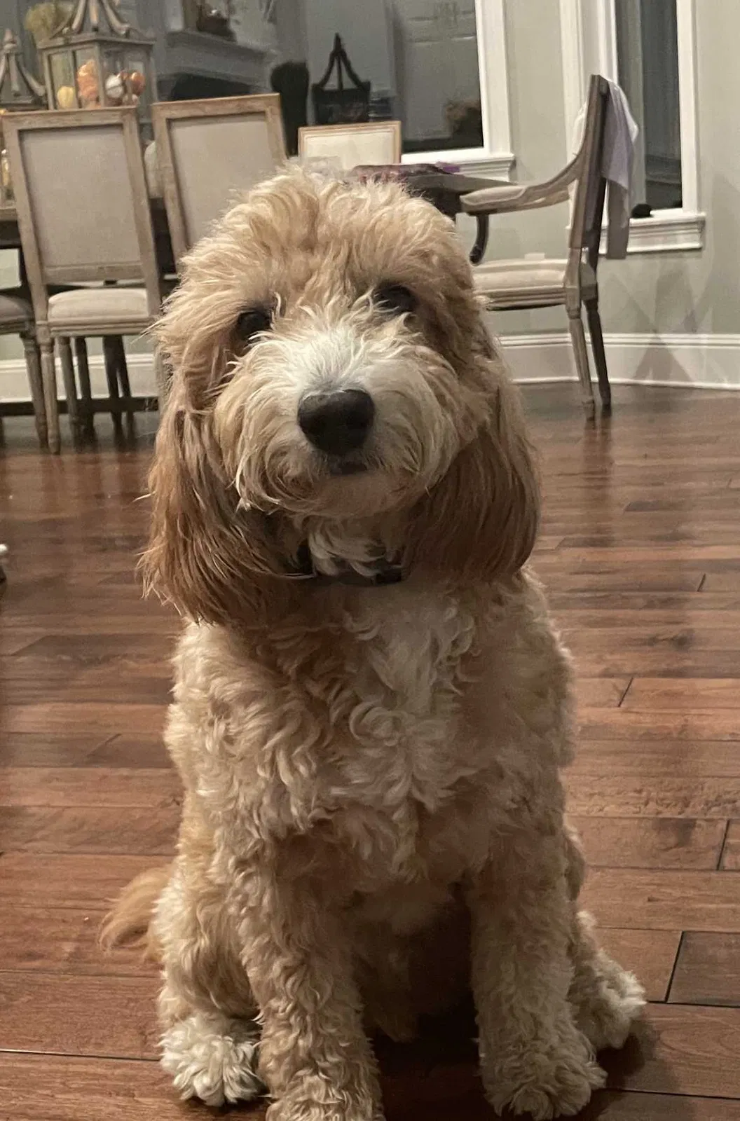 Lost dog in Winter Garden, FL, 34787