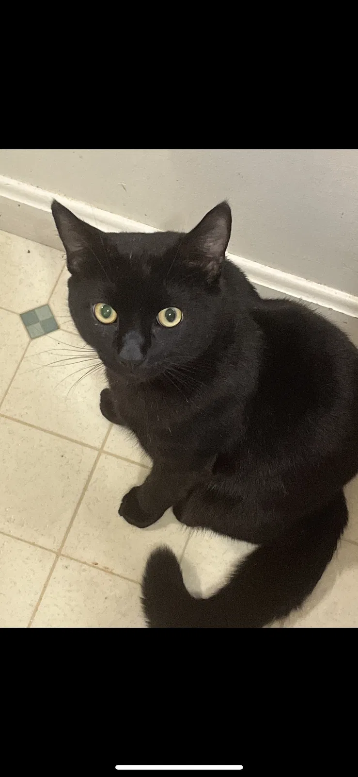 Lost cat in Manassas, VA, 20109