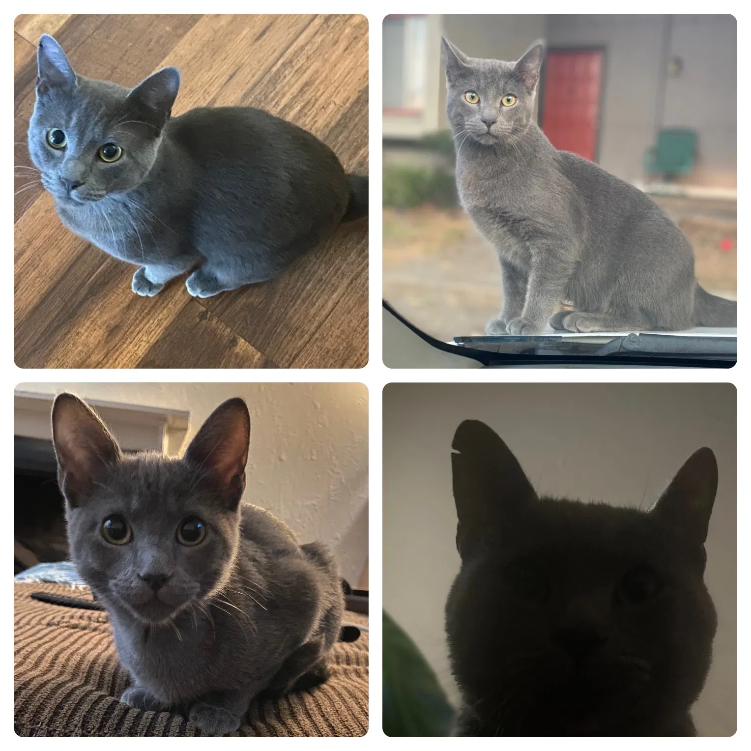 Lost cat in Arlington, TX, 76013