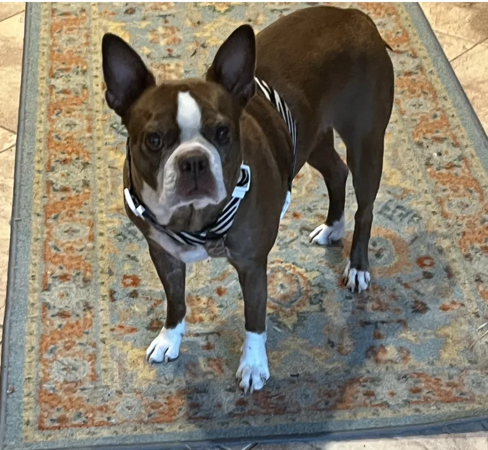 Lost dog in Warrenton, VA, 20186