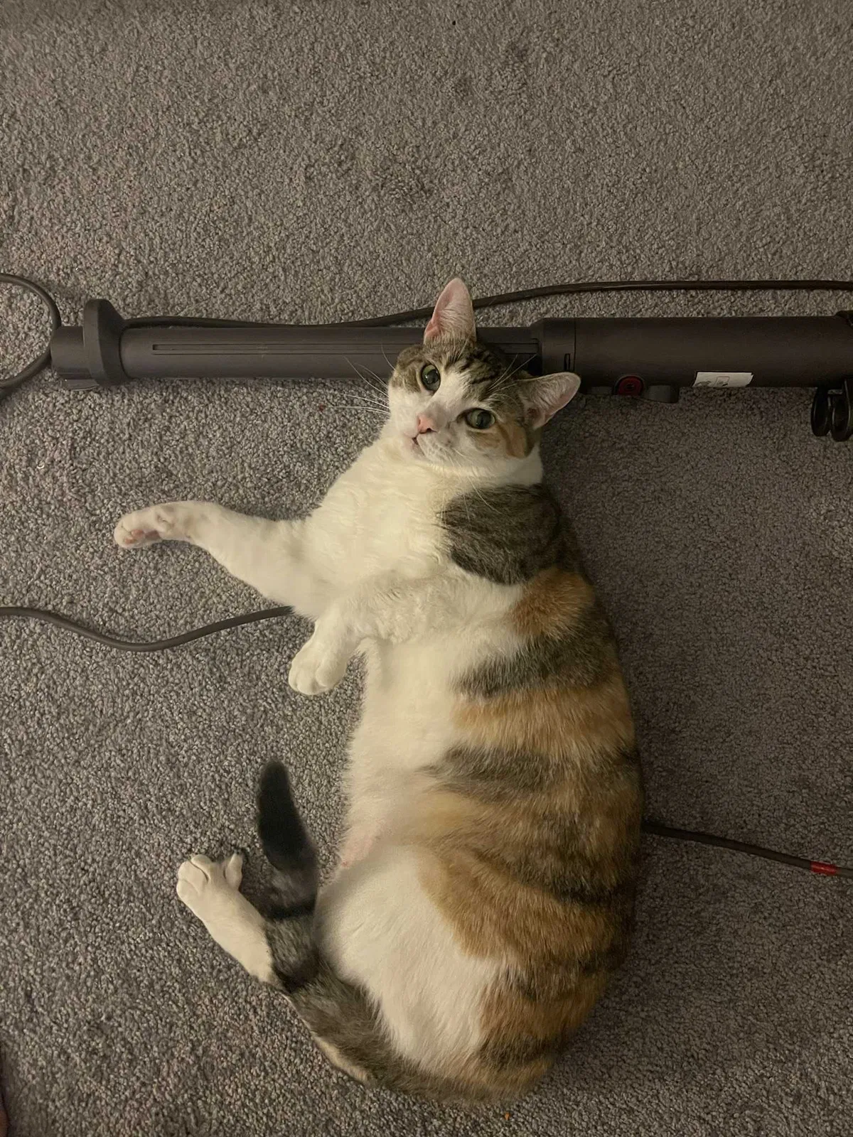 Lost cat in Middletown, NY, 10940