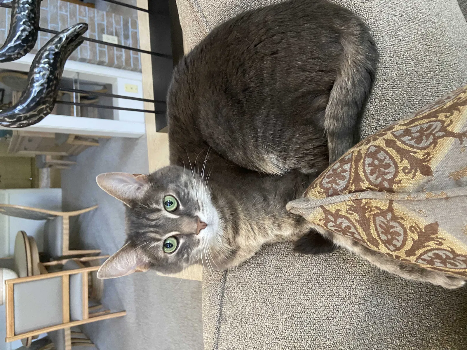 Lost cat in Hickory, NC, 28601