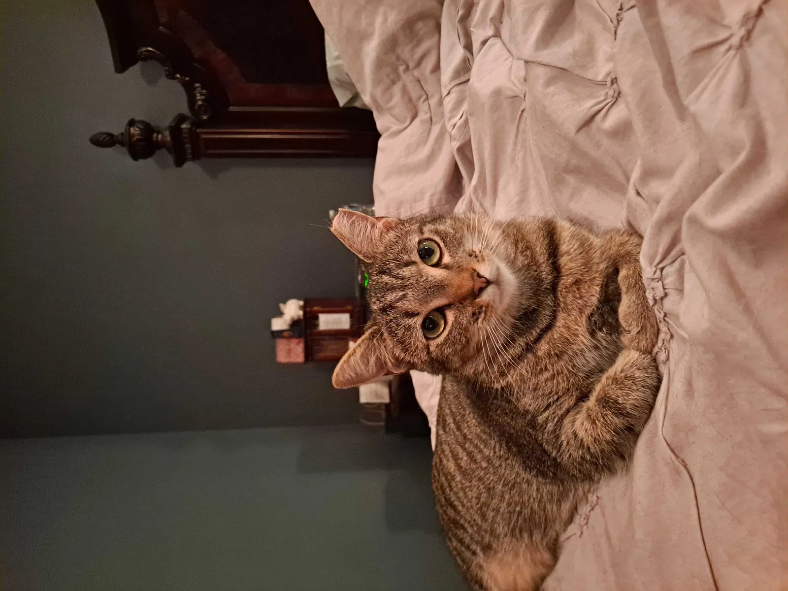Lost cat in Concord, NC, 28027