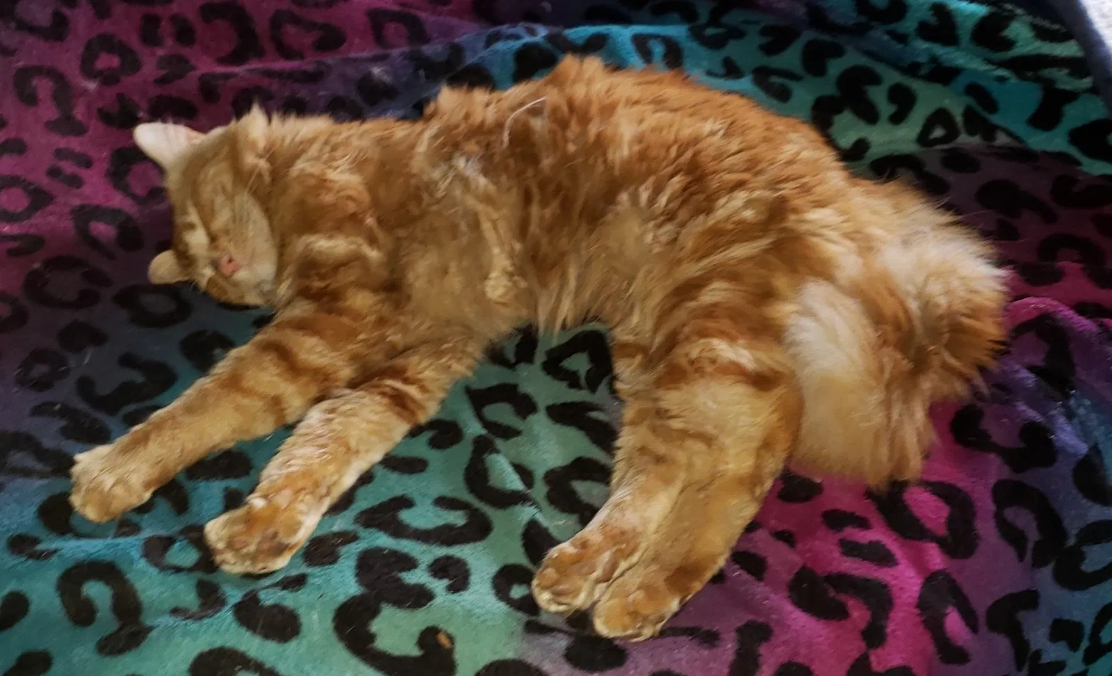 Lost cat in Beaverton, OR, 97078