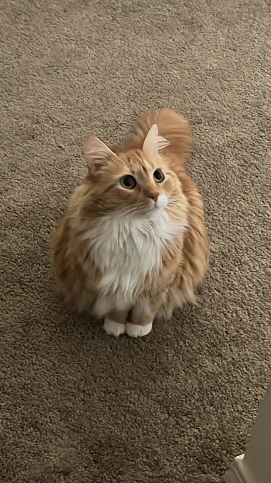 Lost cat in Abilene, TX, 79606