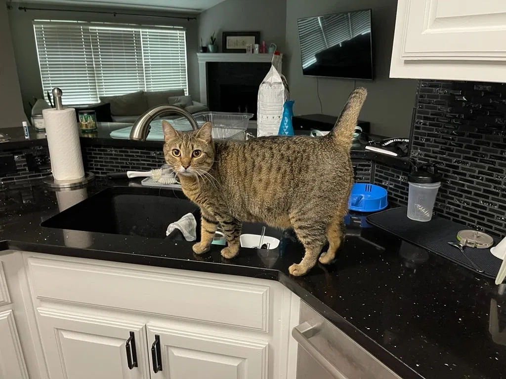 Lost cat in Hope Mills, NC, 28348