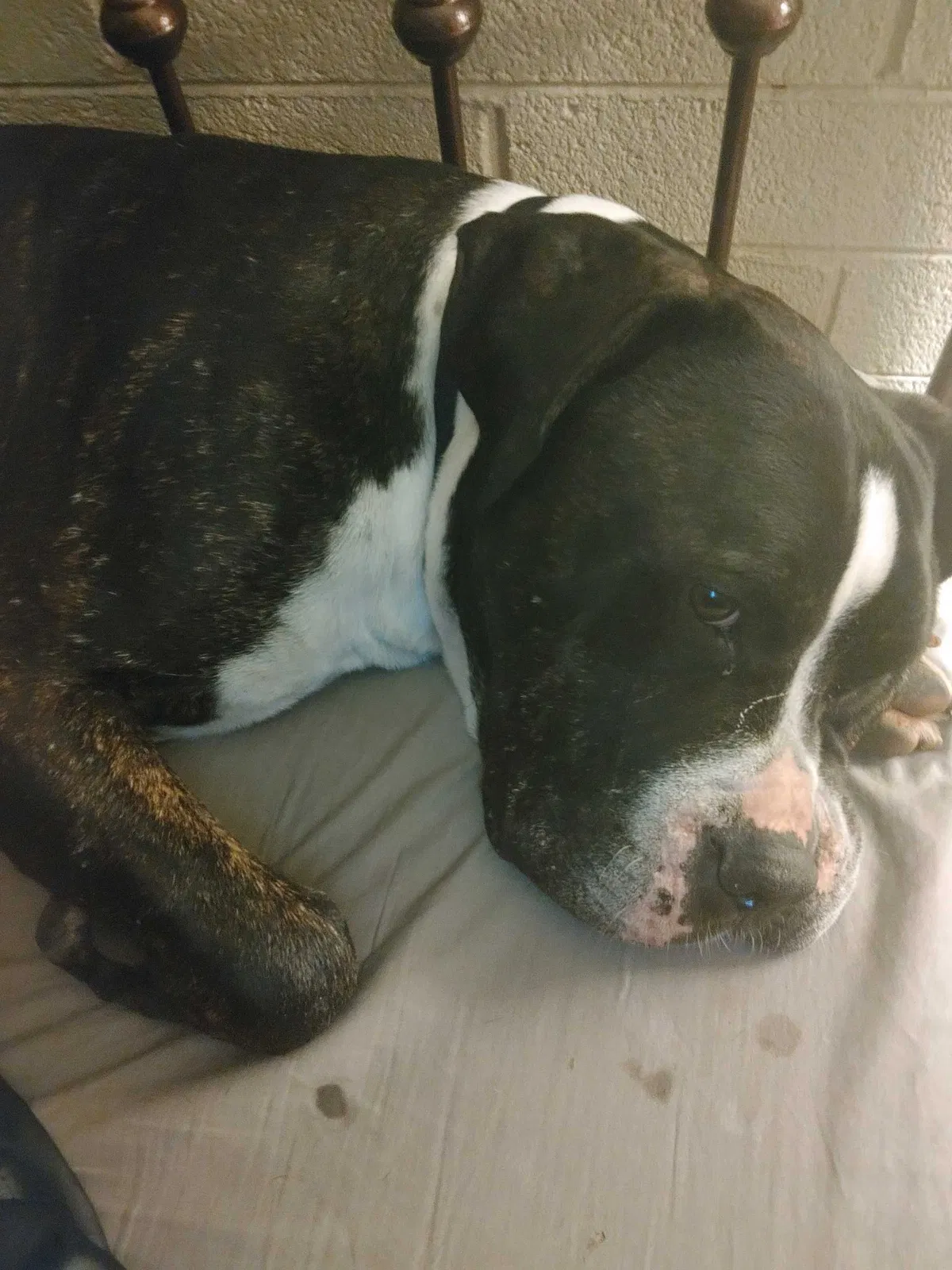 Lost dog in Phoenix, AZ, 85031