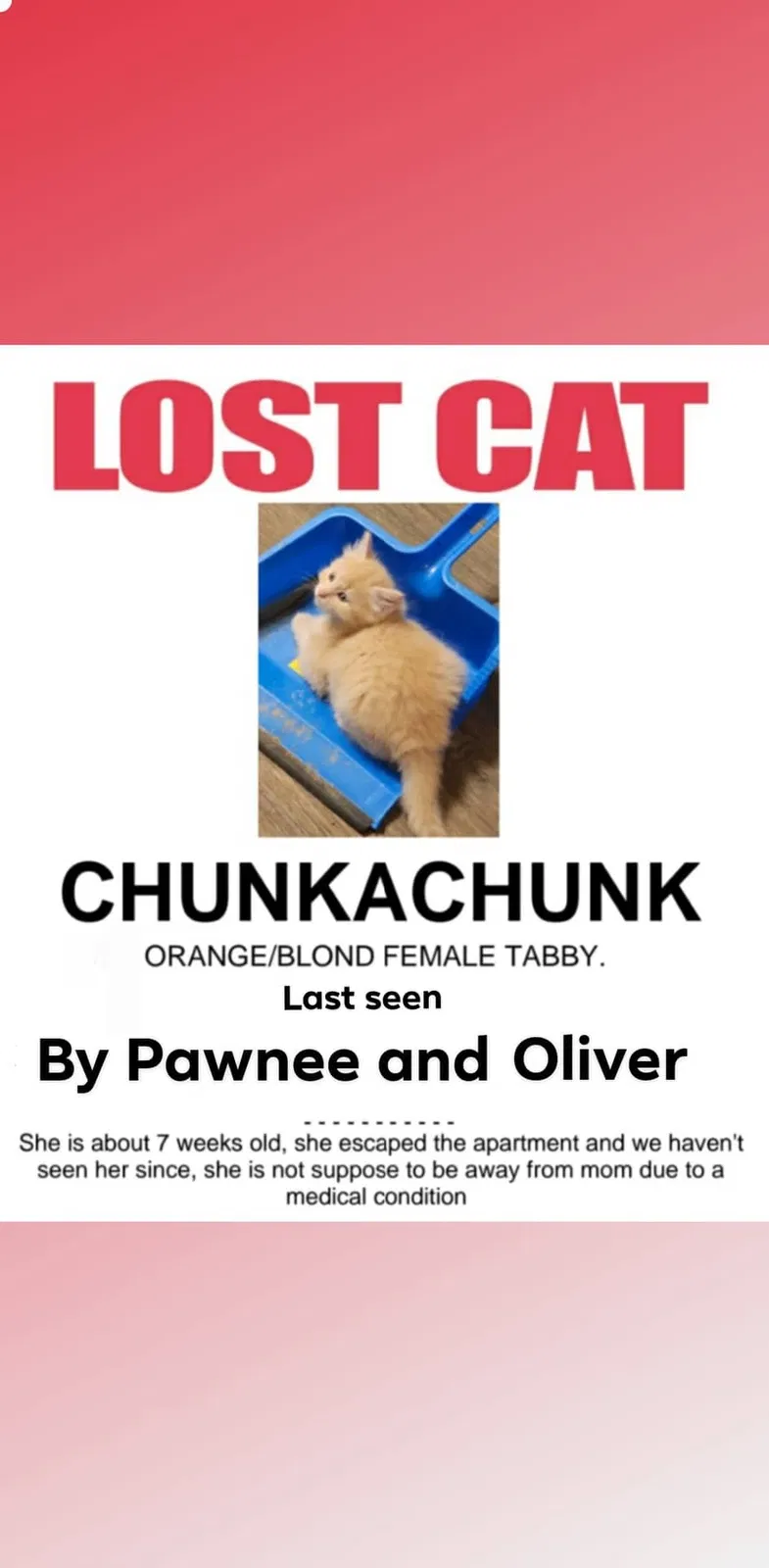 Lost cat in Wichita, KS, 67210