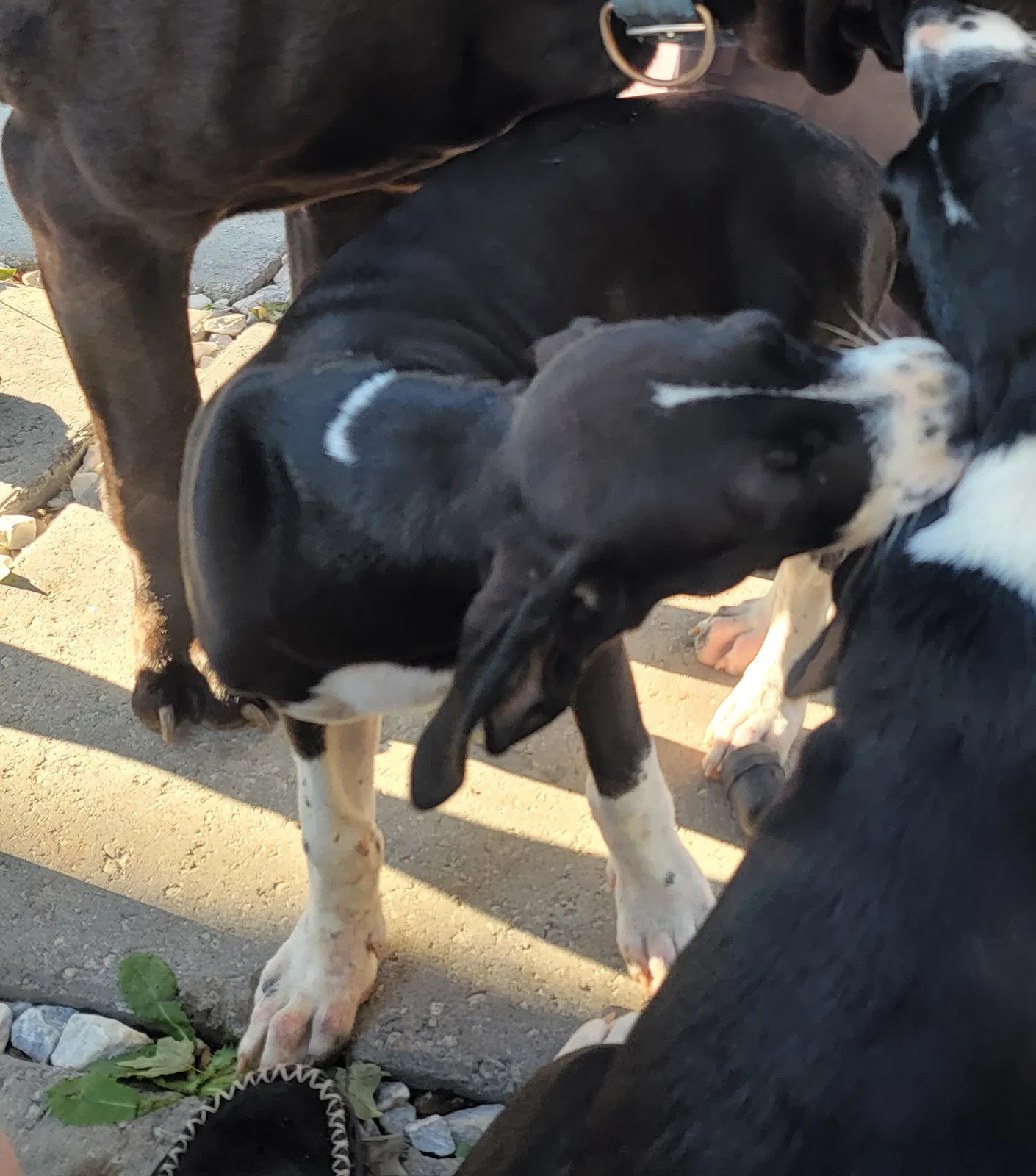 Lost dog in Manchester, GA, 31816