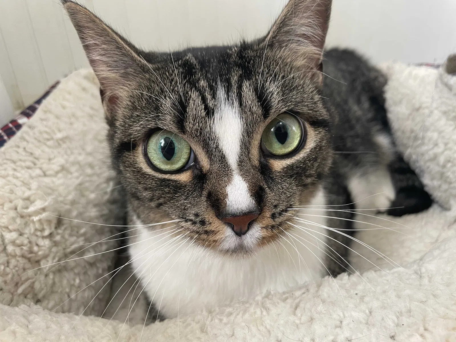 Lost cat in Ludowici, GA, 31316