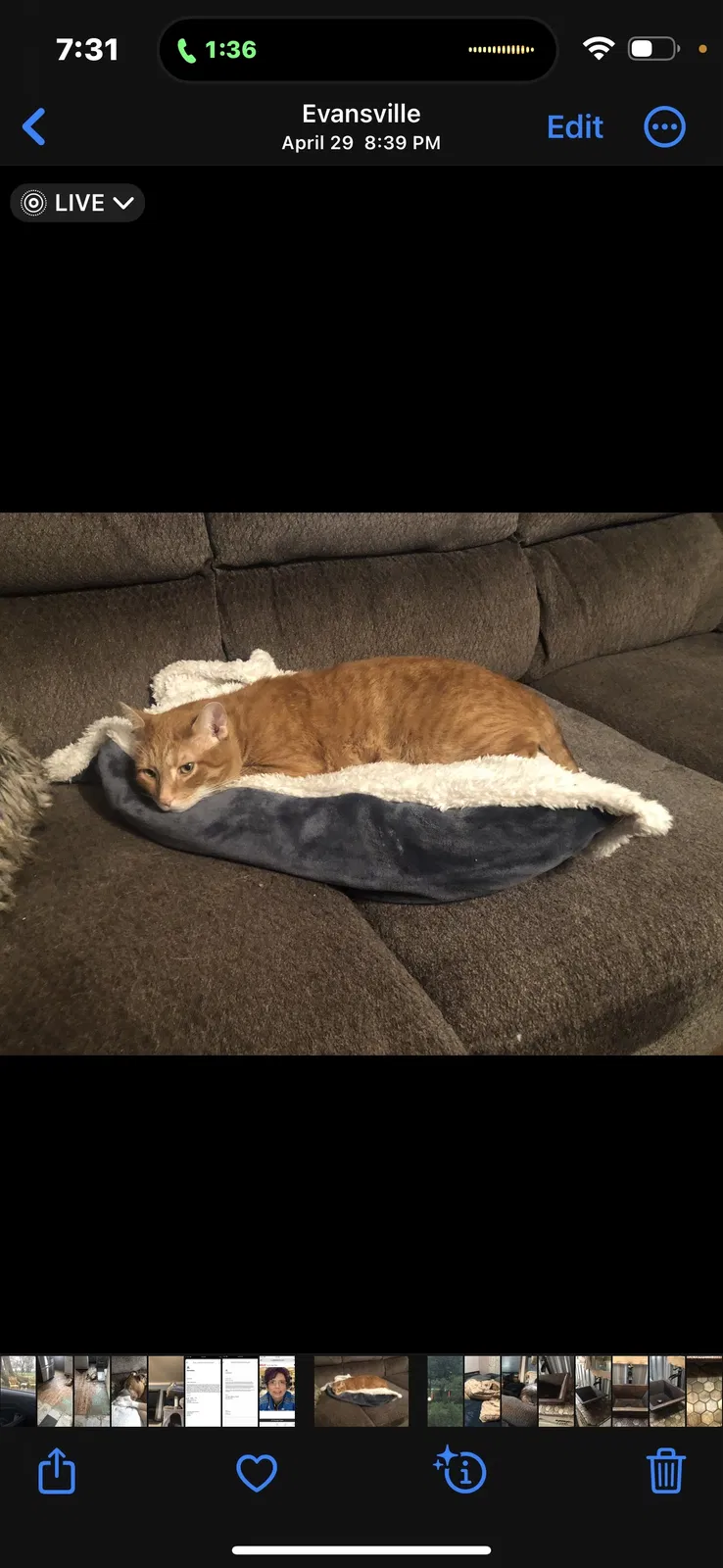 Lost cat in Evansville, IN, 47720