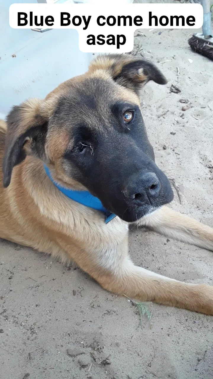 Lost dog in Fallon, NV, 89406