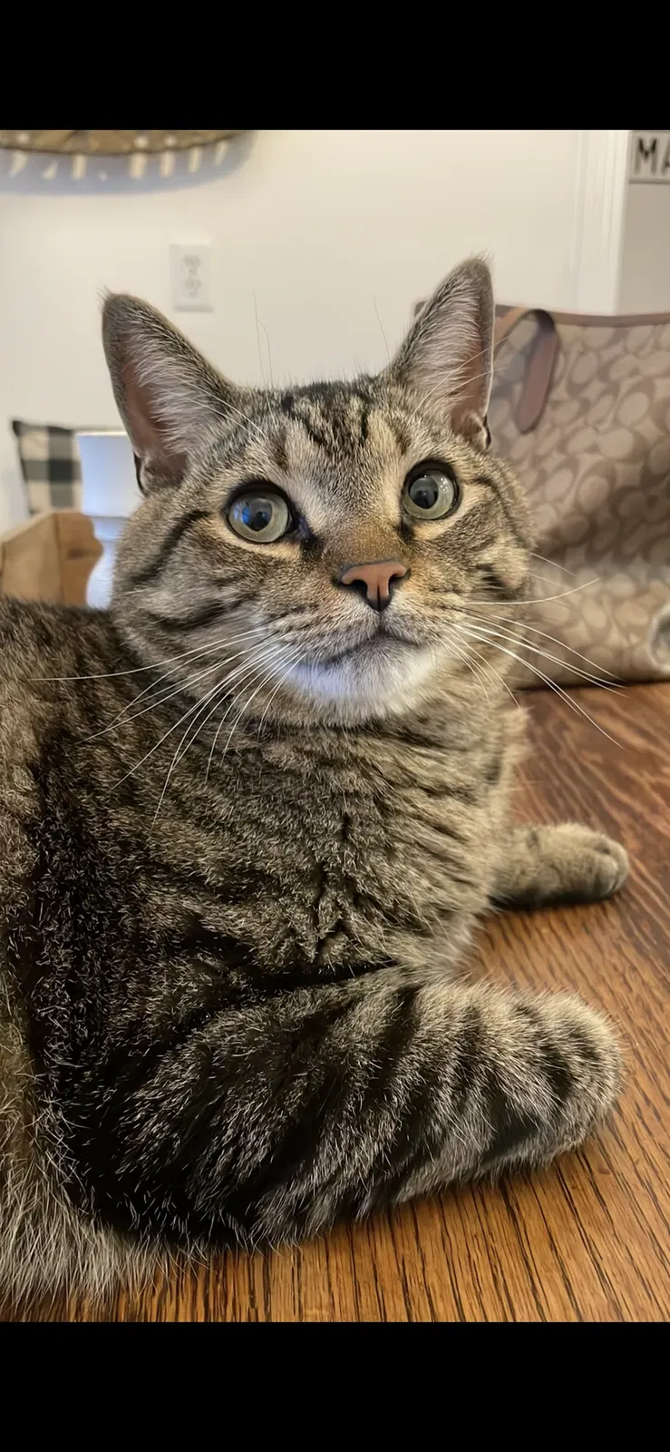 Lost cat in Ocala, FL, 34480