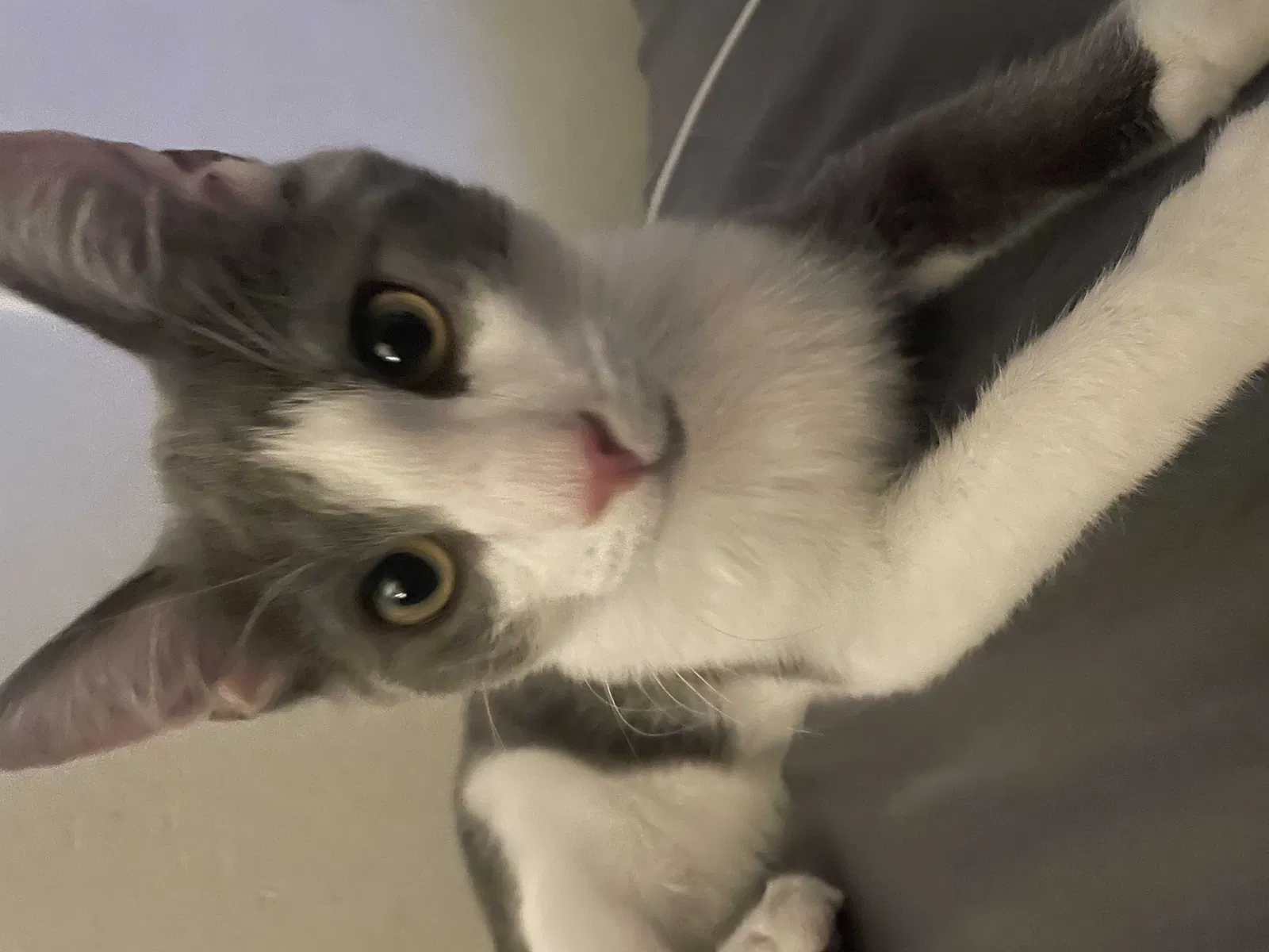 Lost cat in Bakersfield, CA, 93305