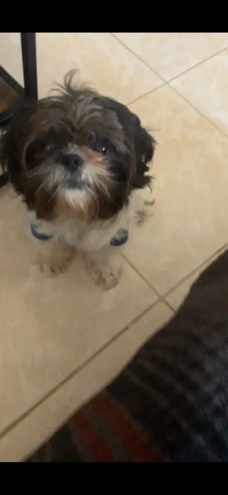 Lost dog in Sullivan City, TX, 78595