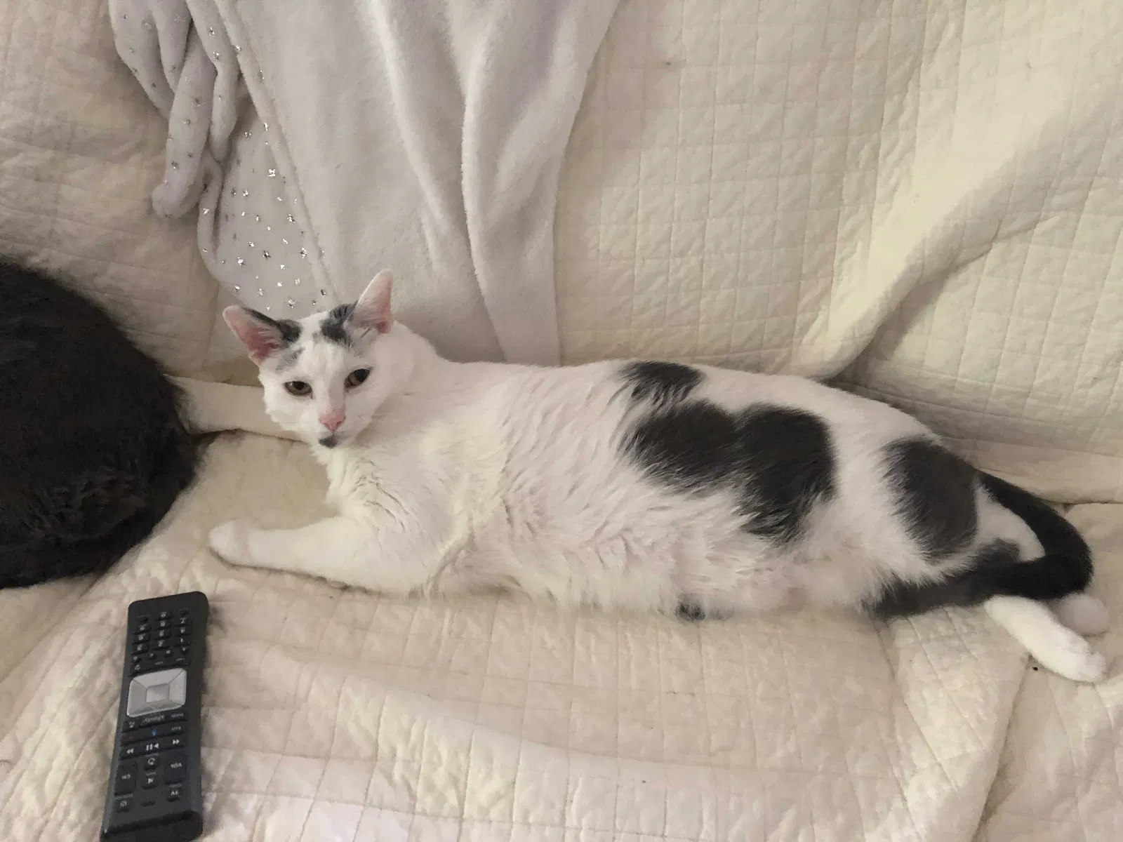 Lost cat in Midlothian, VA, 23114