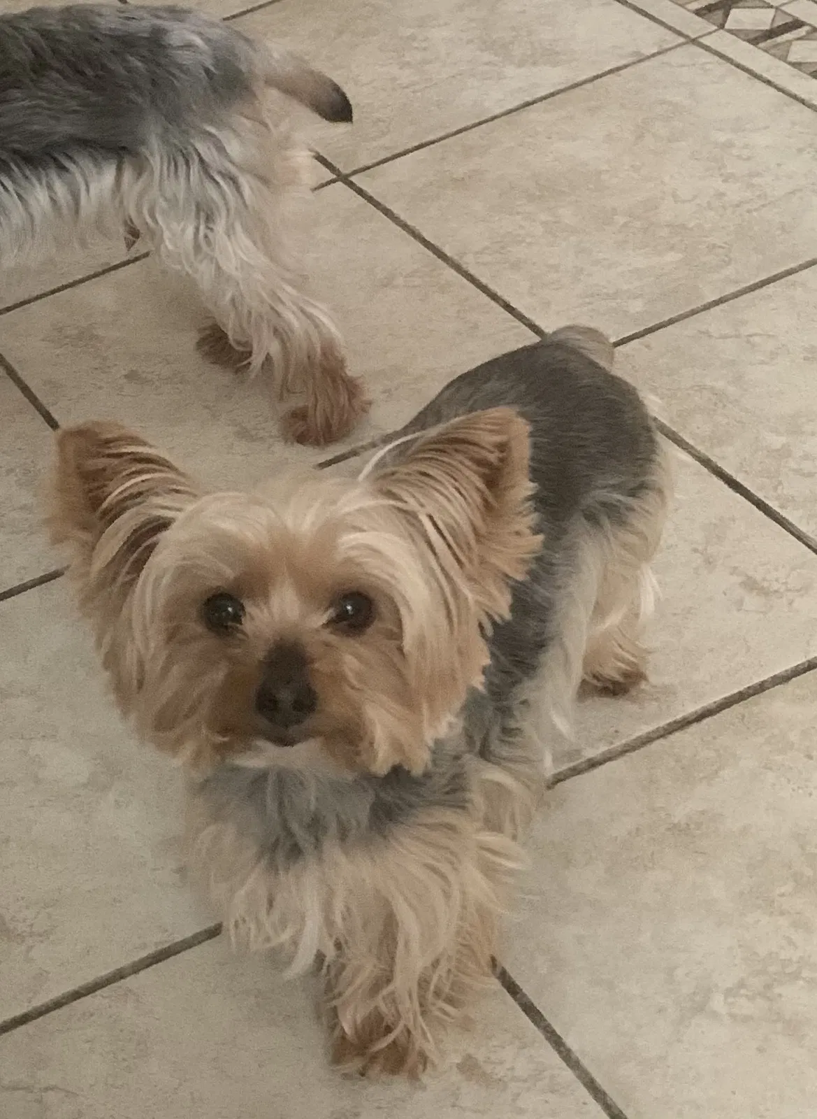 Lost dog in Fort Washington, MD, 20744