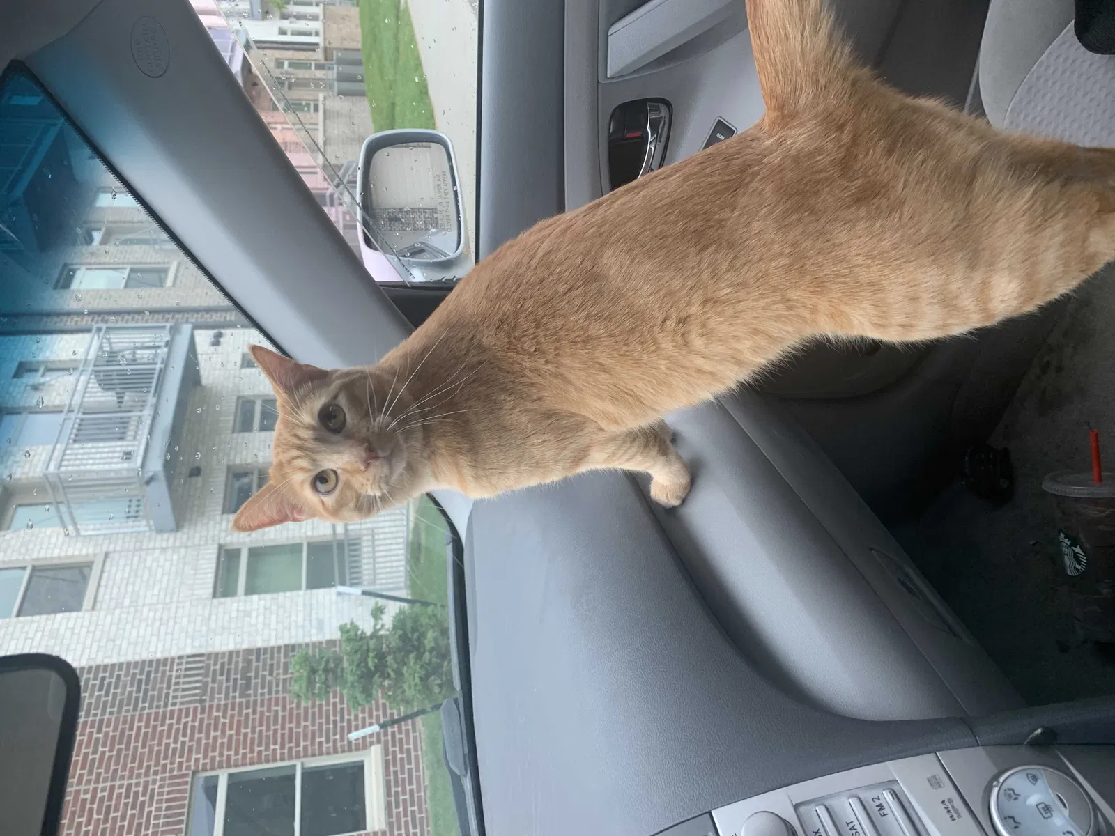 Lost cat in Johnston, IA, 50131