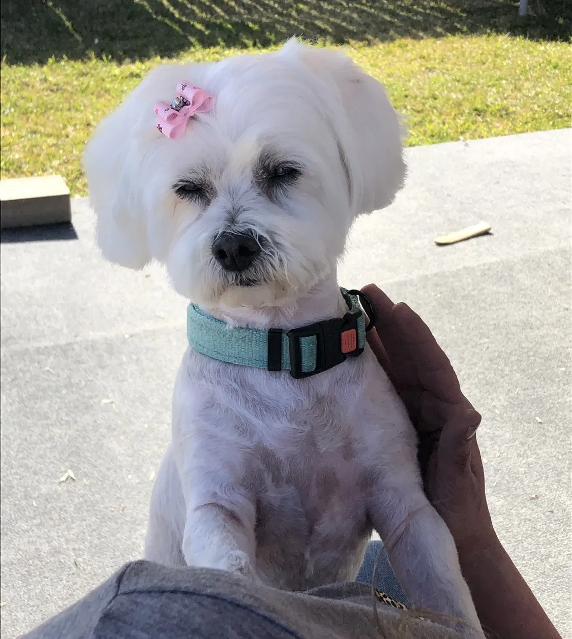 Lost dog in Baytown, TX, 77520