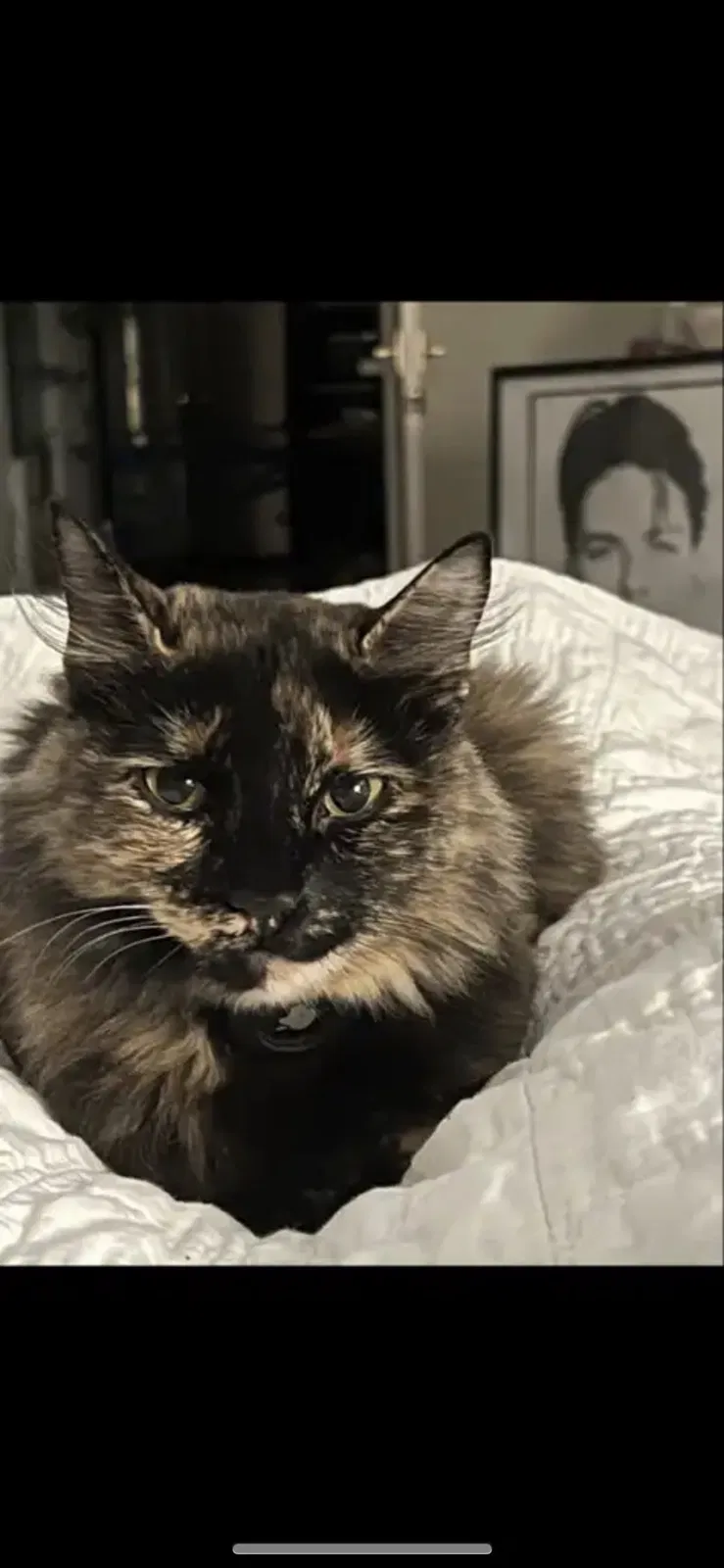 Lost cat in Dallas, TX, 75219