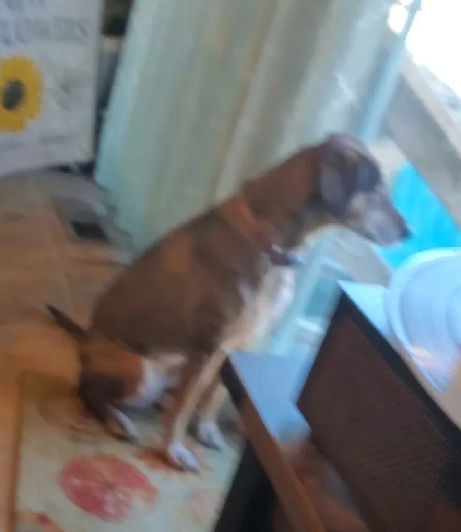 Lost dog in Maize, KS, 67101