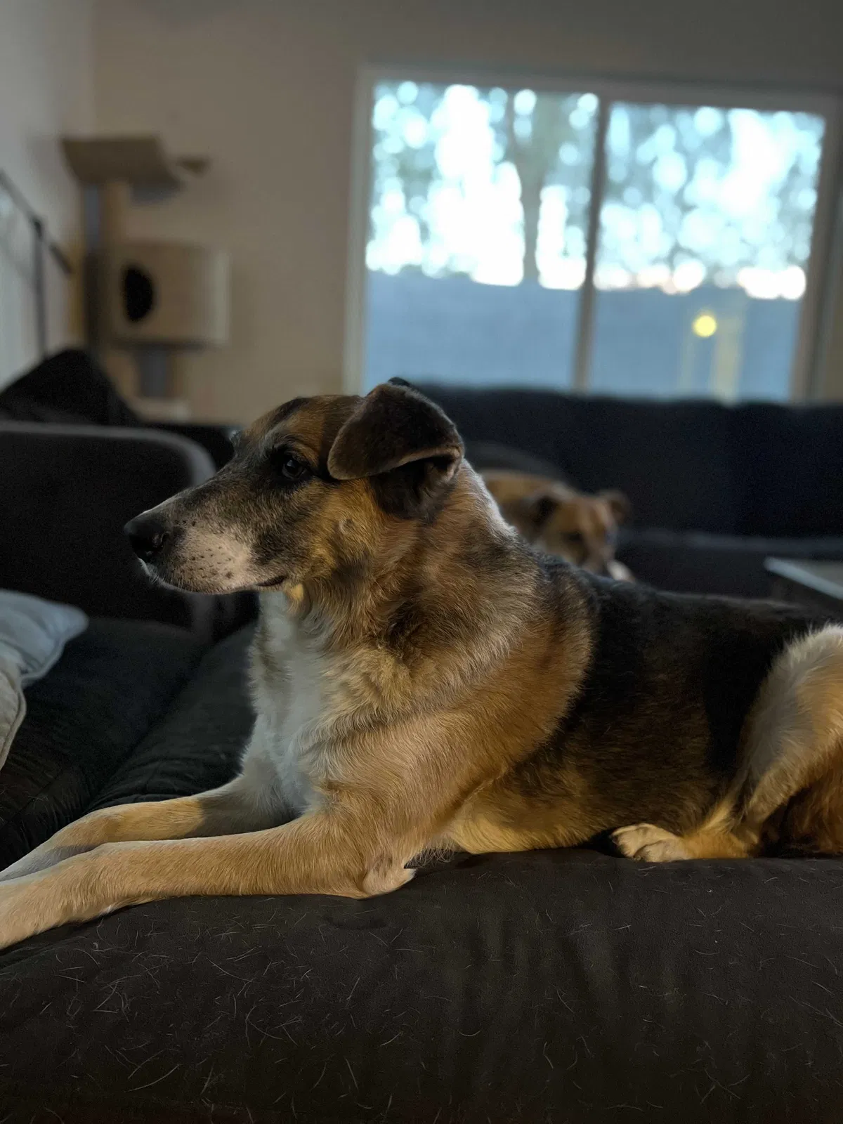 Lost dog in Phoenix, AZ, 85006