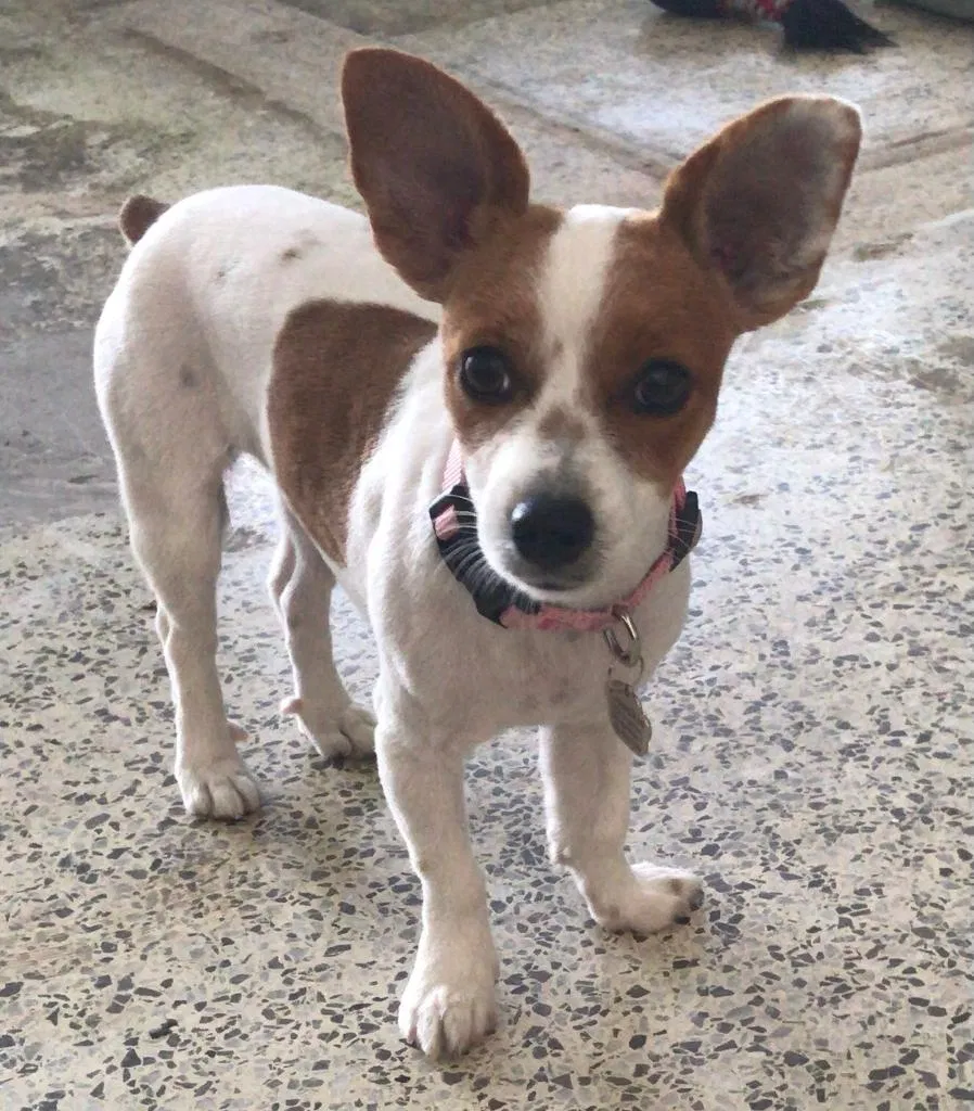 Lost dog in Miami, FL, 33189