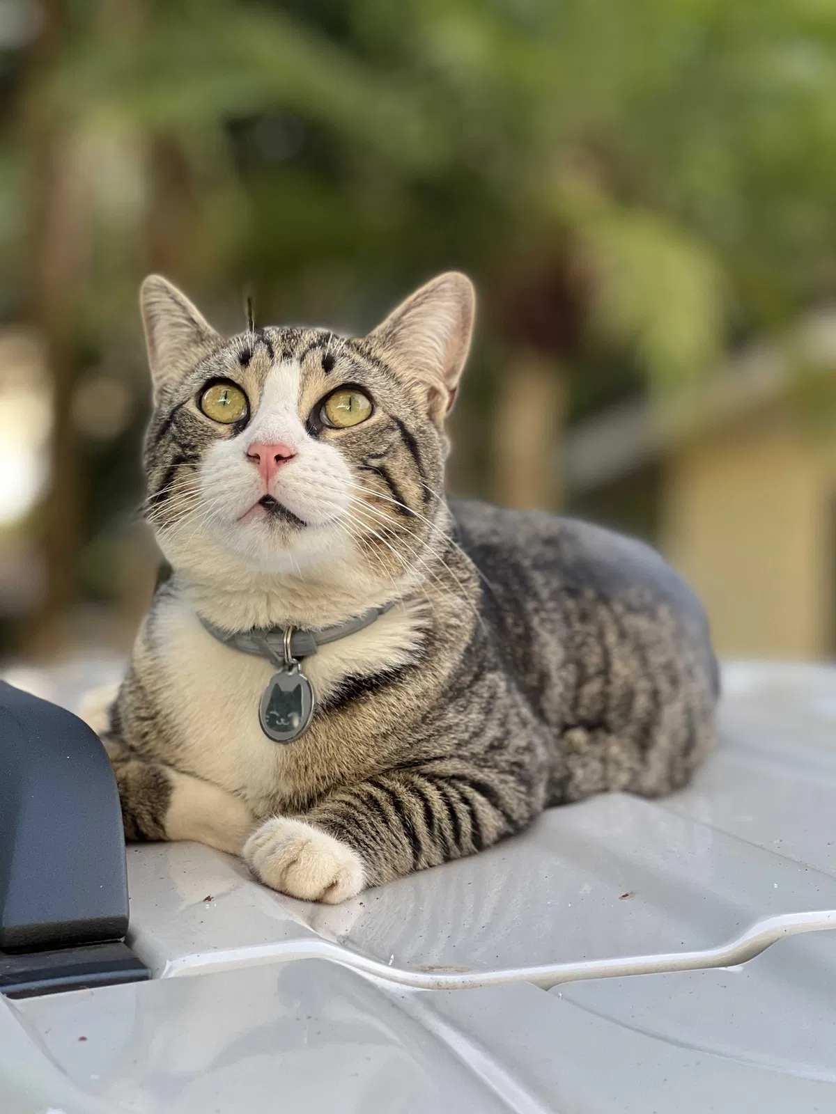Lost cat in Fort Pierce, FL, 34951