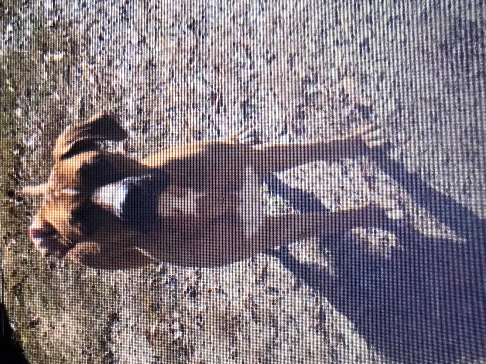 Lost dog in North Little Rock, AR, 72118