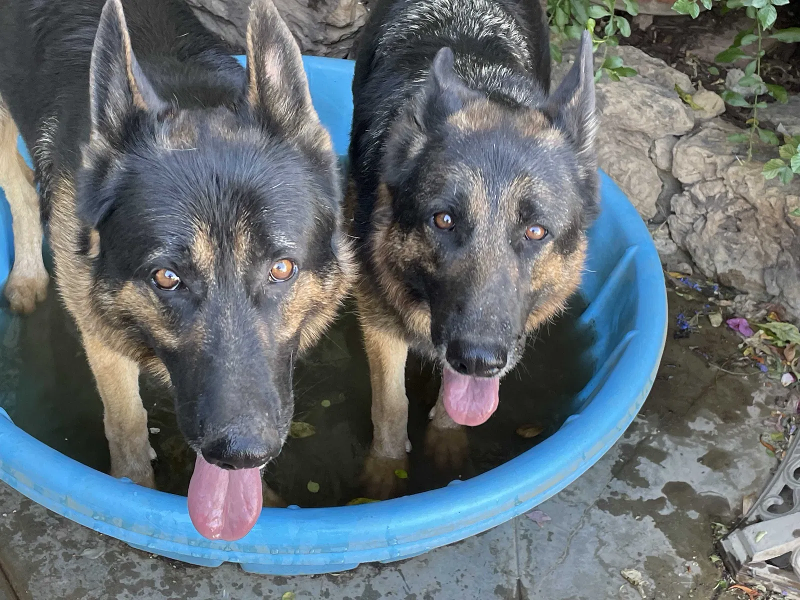 Lost dog in Big Bear City, CA, 92314