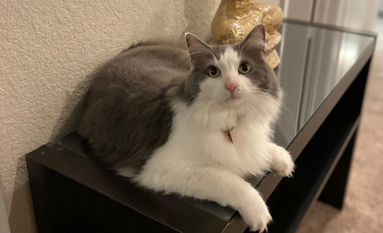 Lost cat in Orlando, FL, 32835