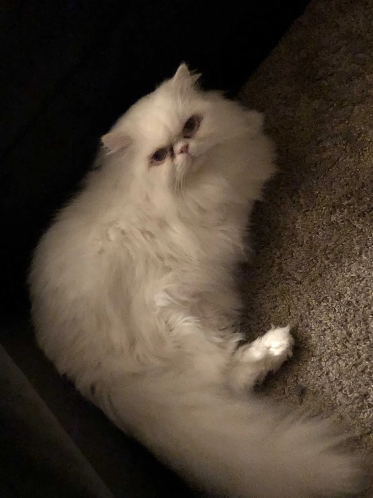 Lost cat in Birmingham, AL, 35205
