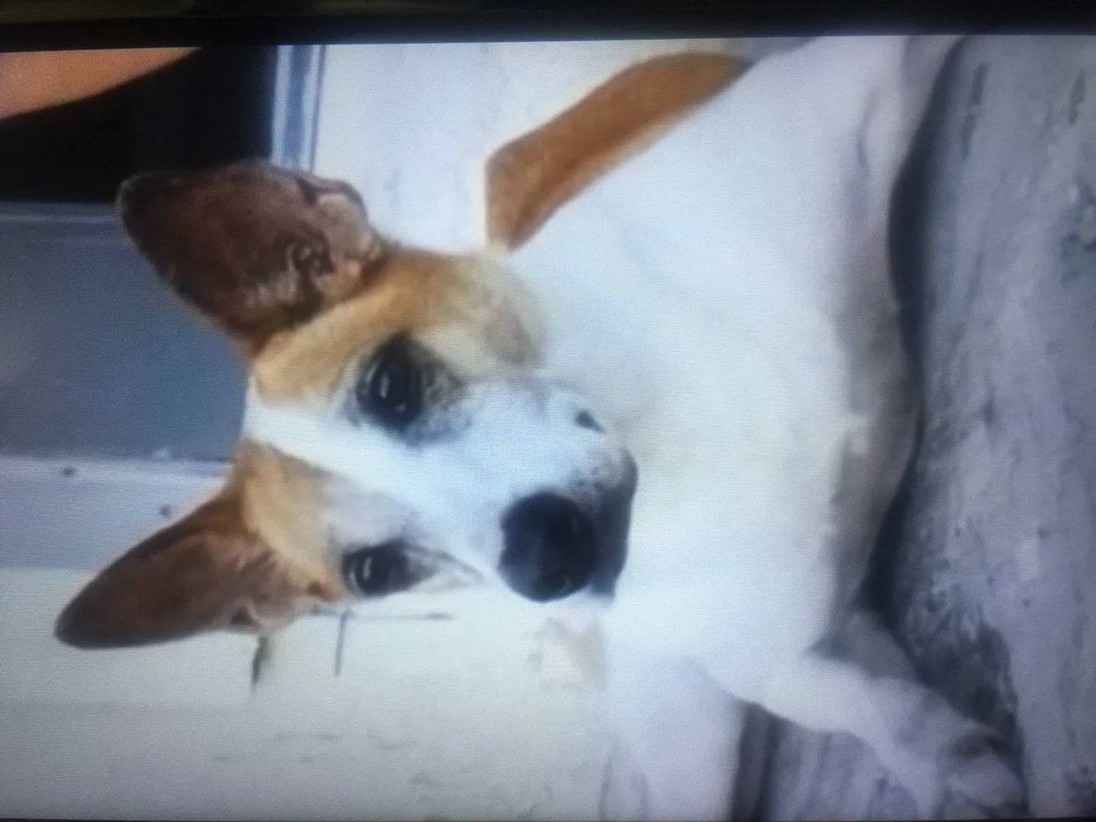 Lost dog in Miami, FL, 33189