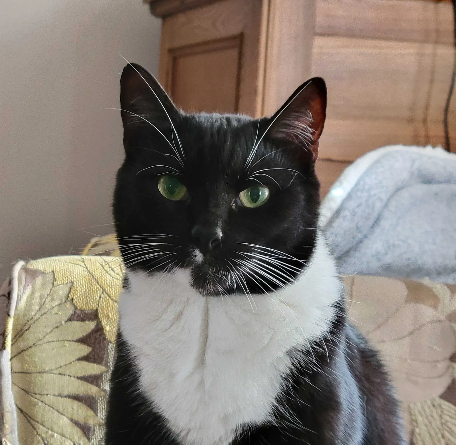 Lost cat in Wilmington, NC, 28403