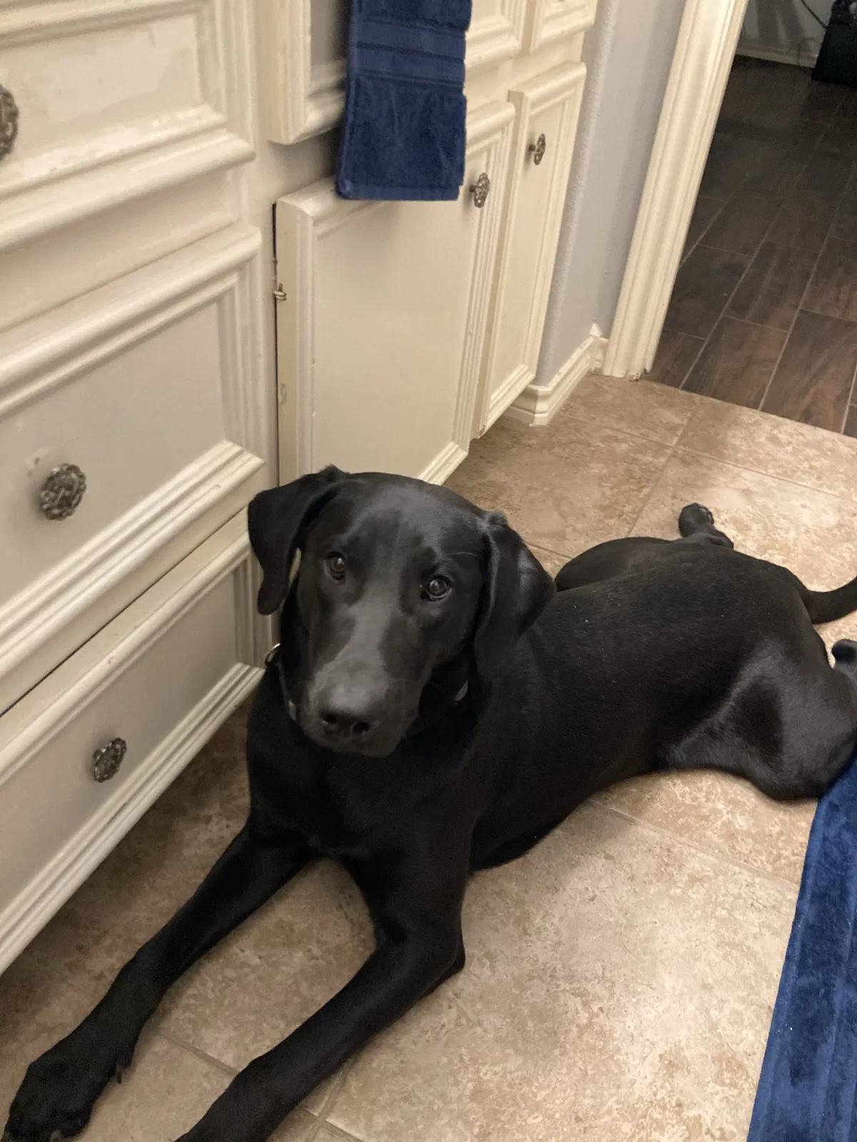 Lost dog in Longview, TX, 75605