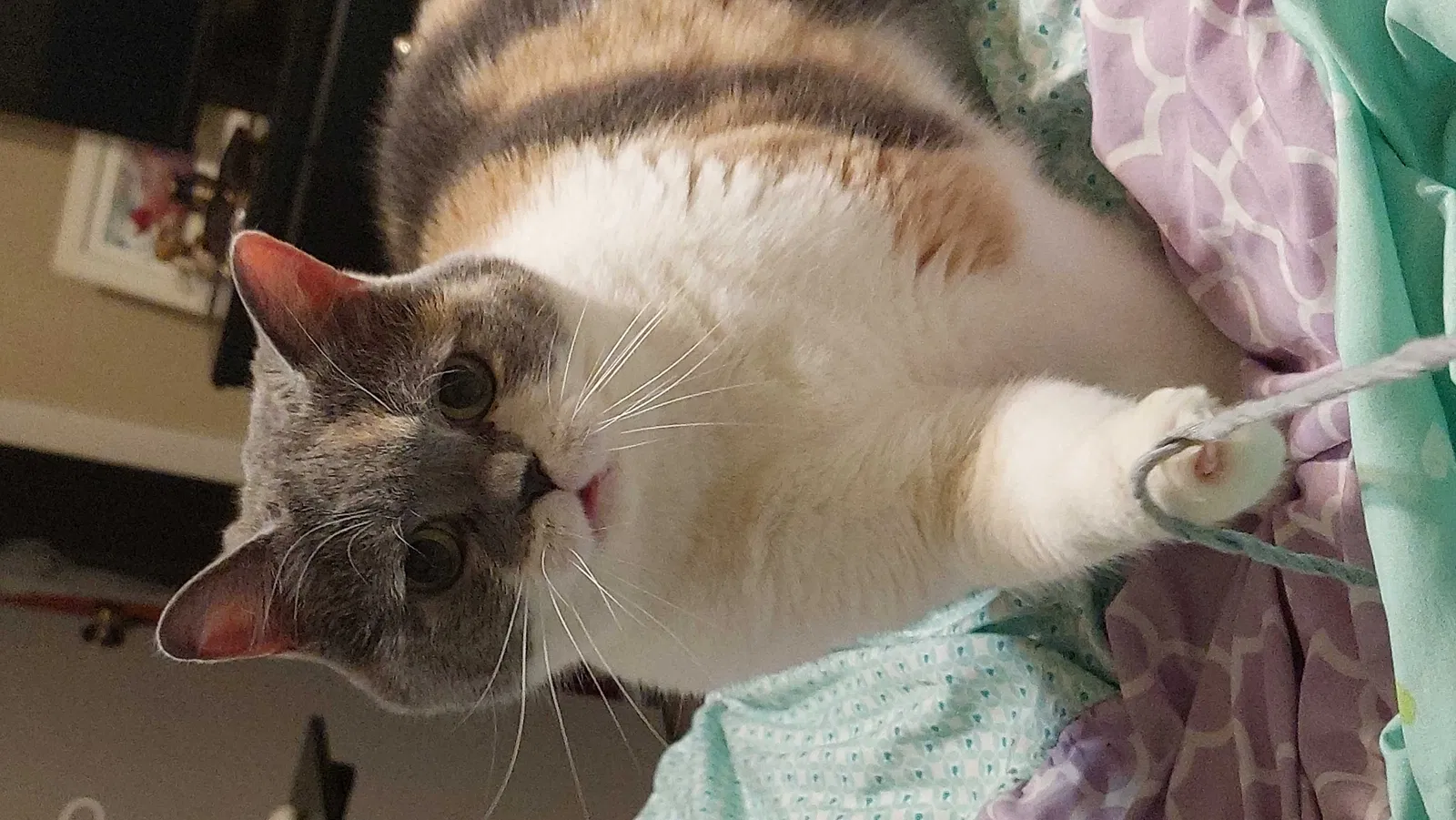 Lost cat in Lake Mary, FL, 32746