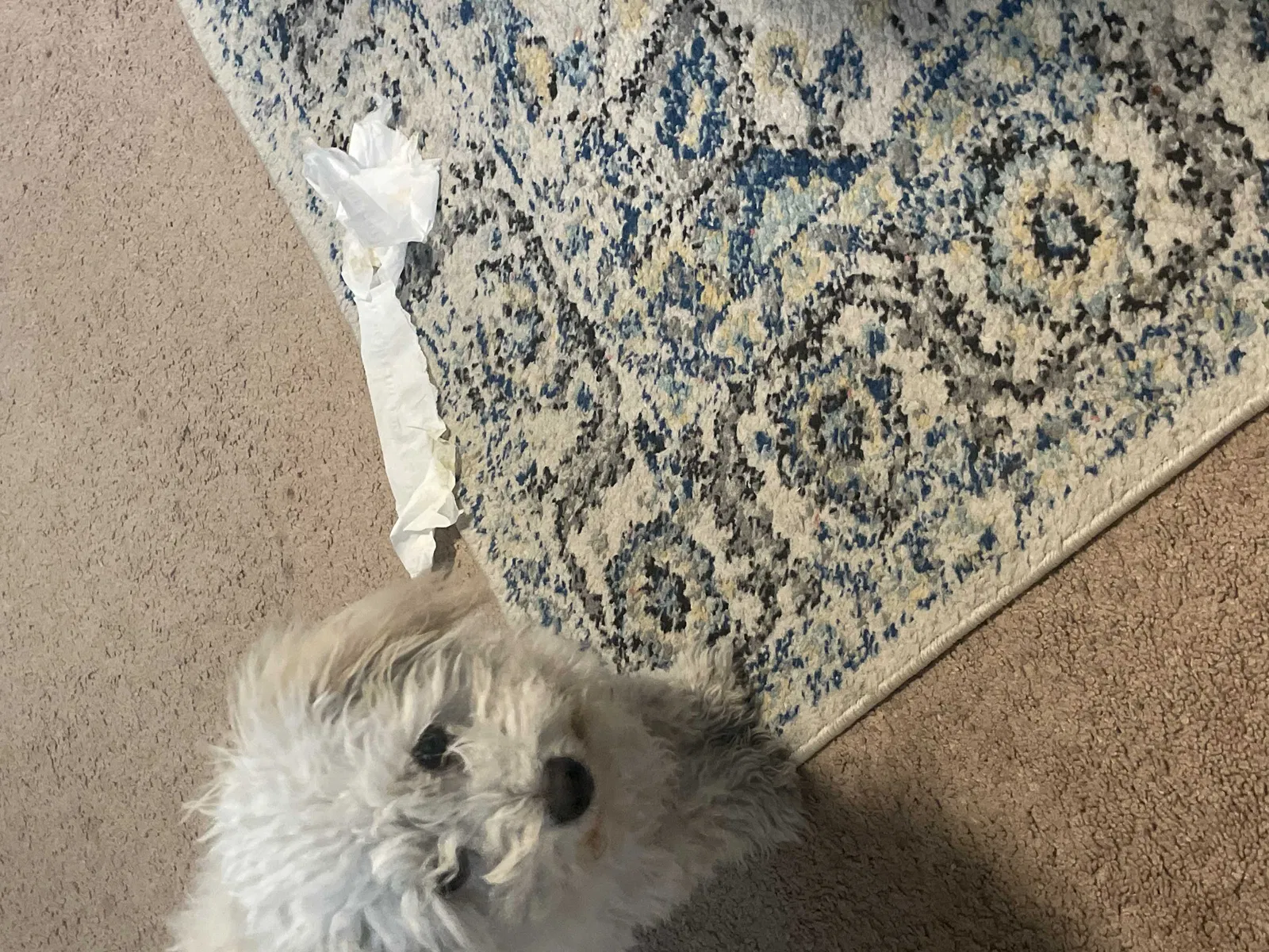 Lost dog in Arcadia, CA, 91006